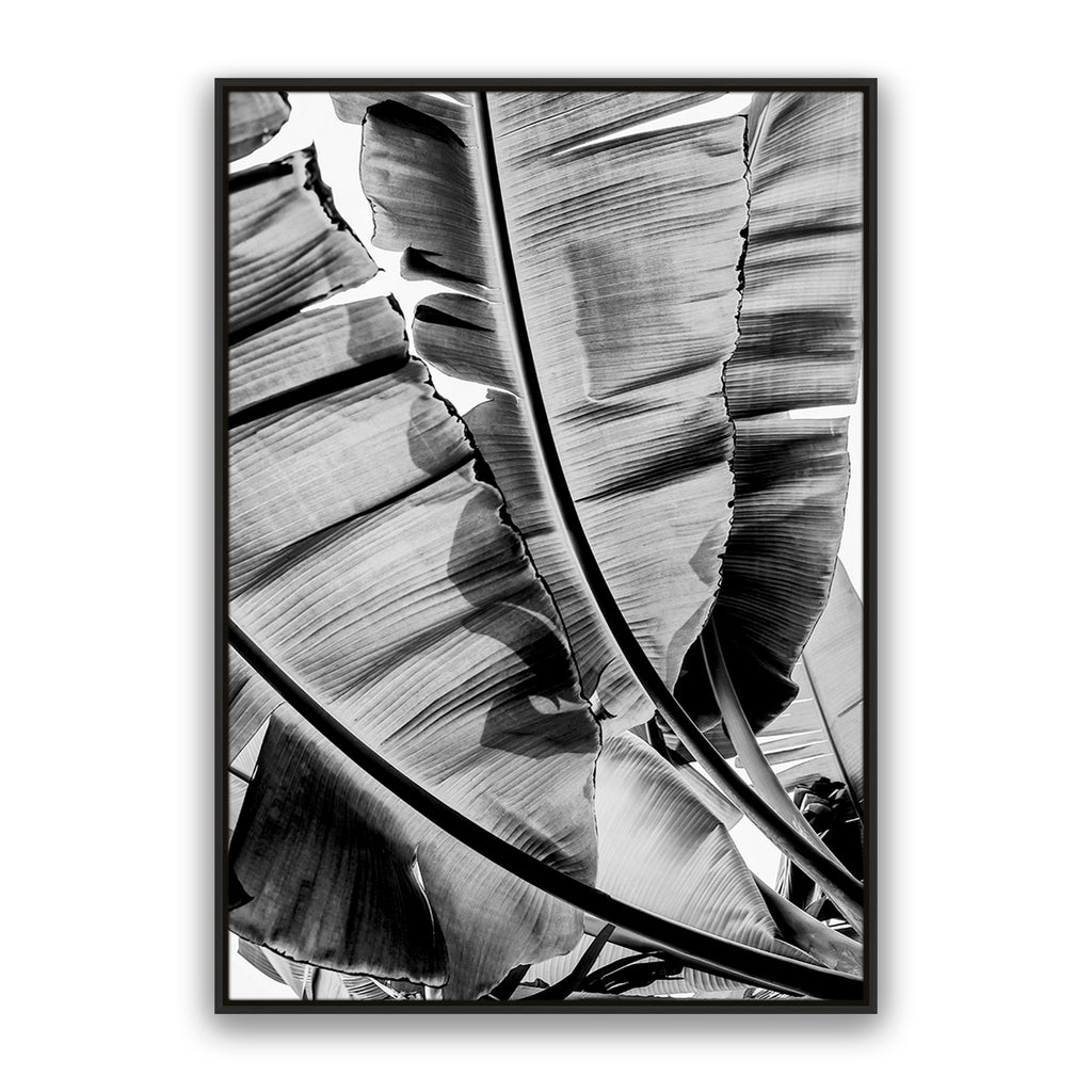 Tropic Sunday Bw