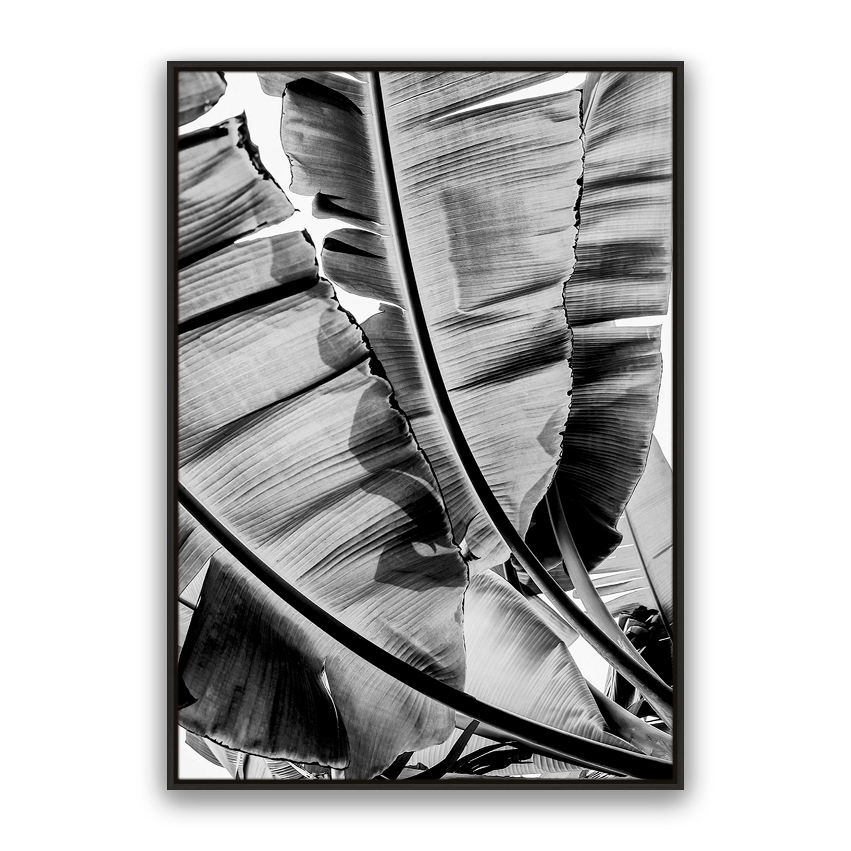 Tropic Sunday Bw