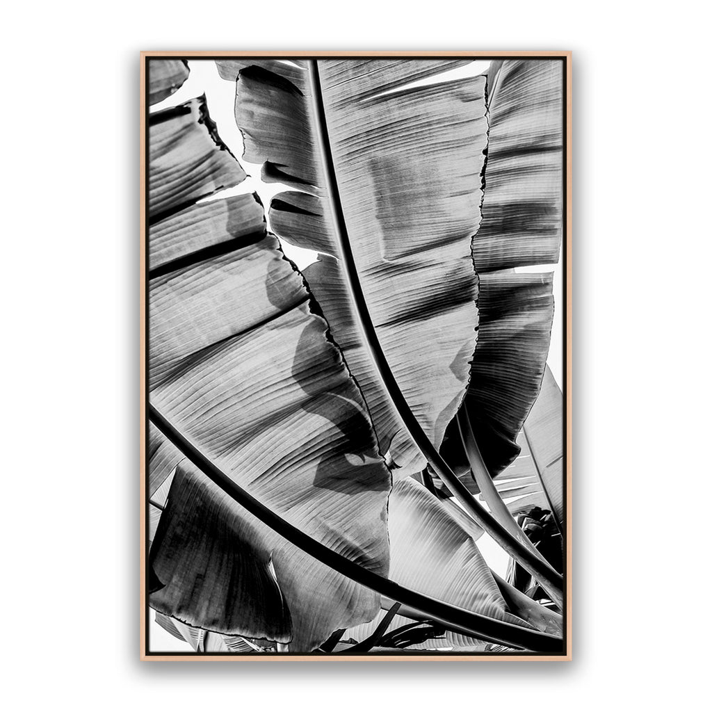 Tropic Sunday Bw