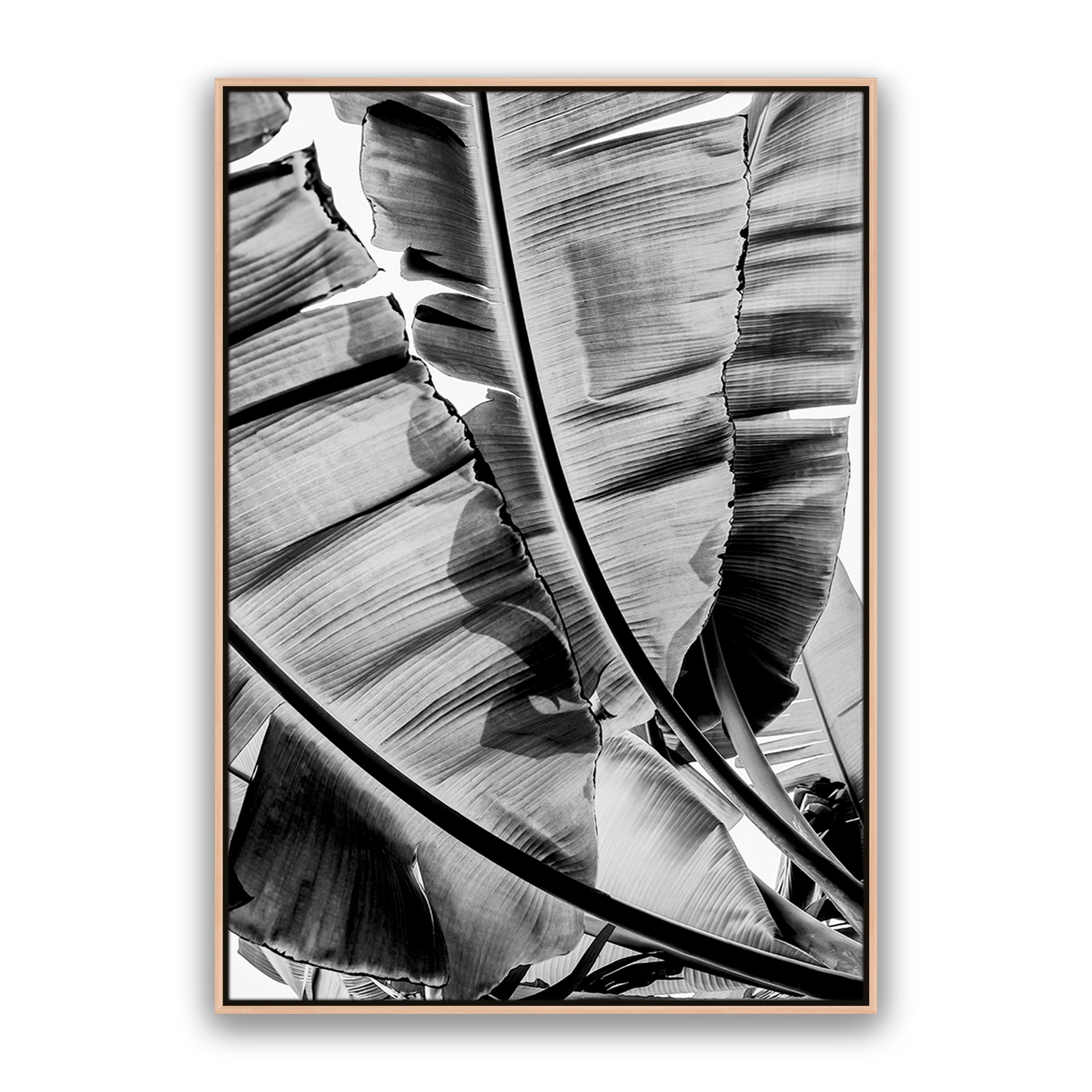 Tropic Sunday Bw