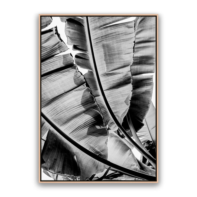Tropic Sunday Bw
