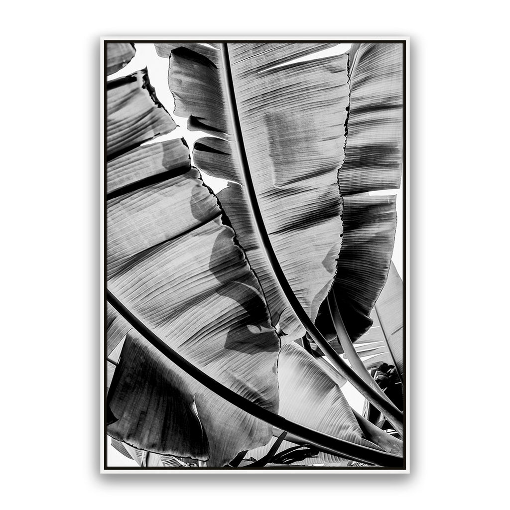 Tropic Sunday Bw