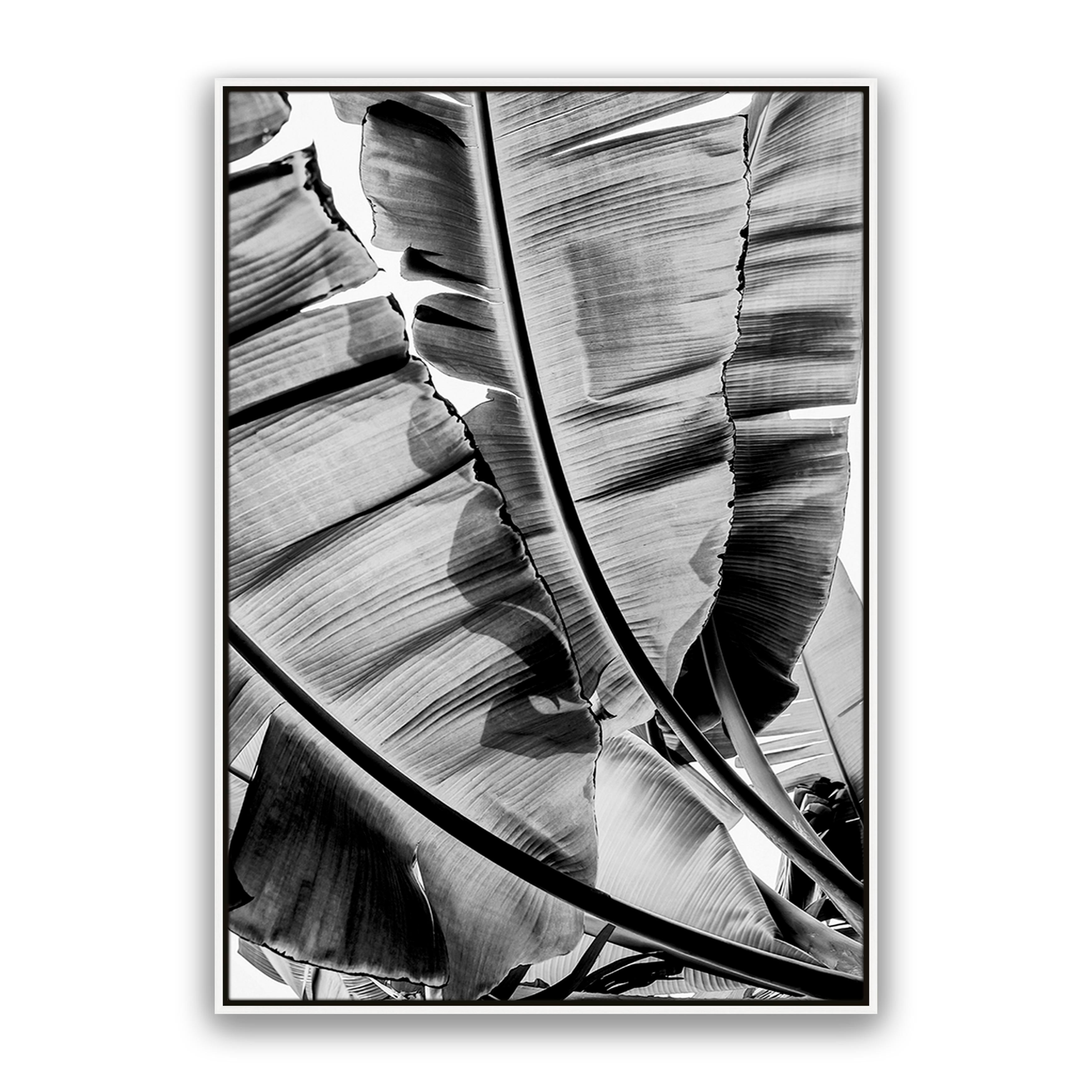 Tropic Sunday Bw