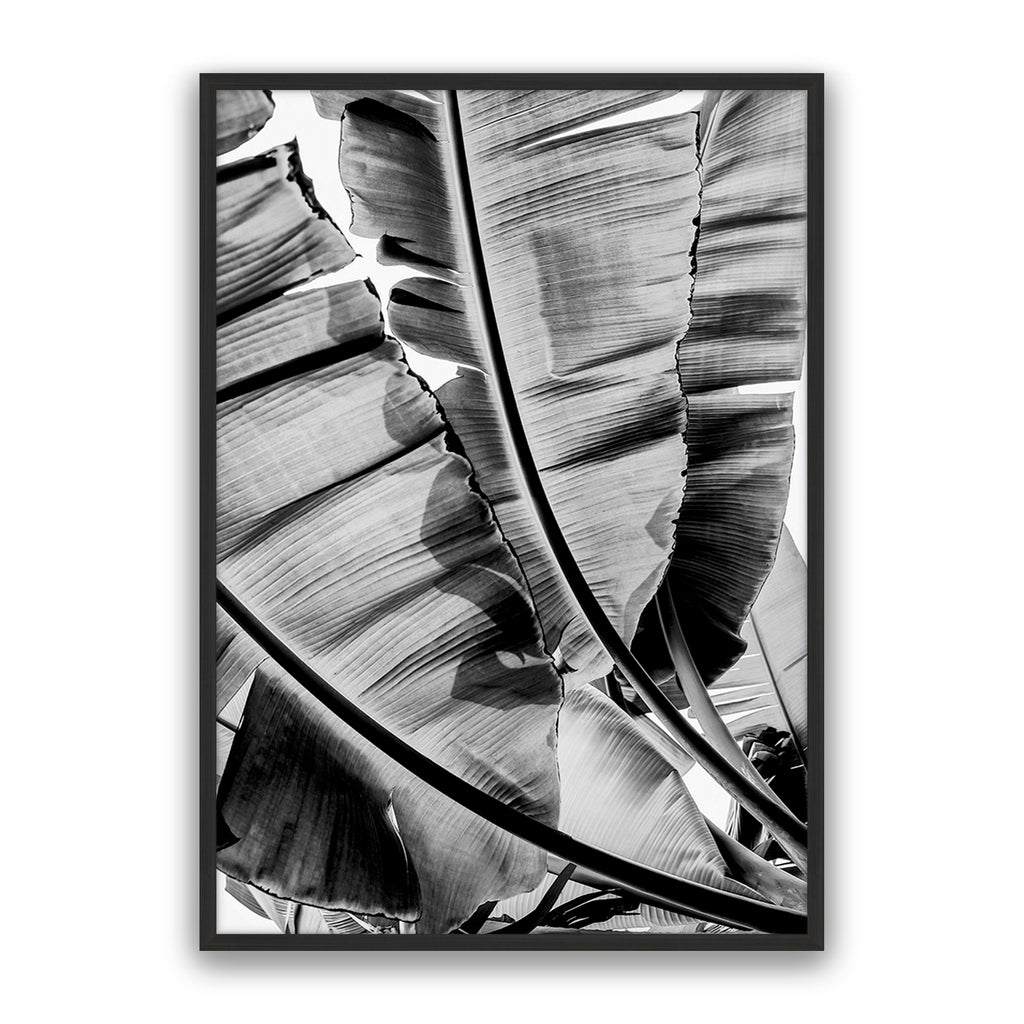 Tropic Sunday Bw