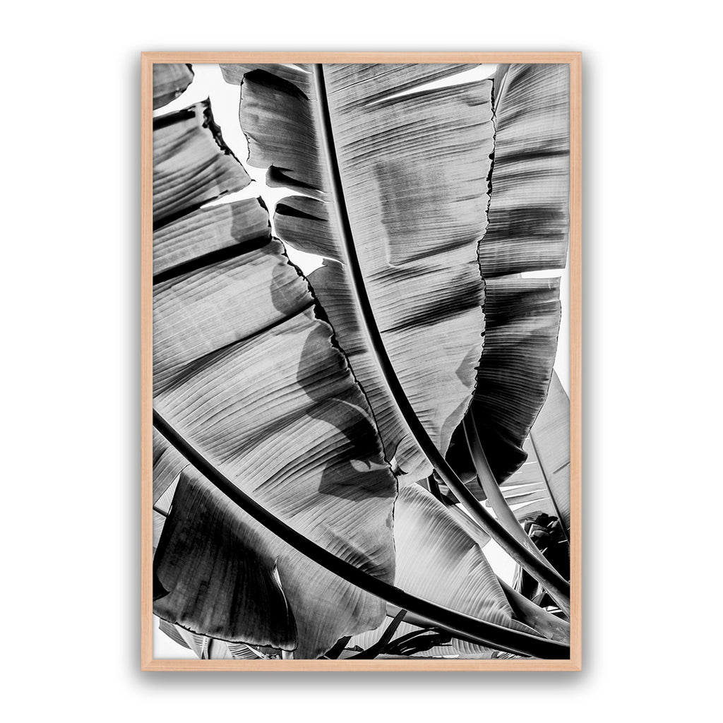 Tropic Sunday Bw