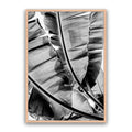 Tropic Sunday Bw