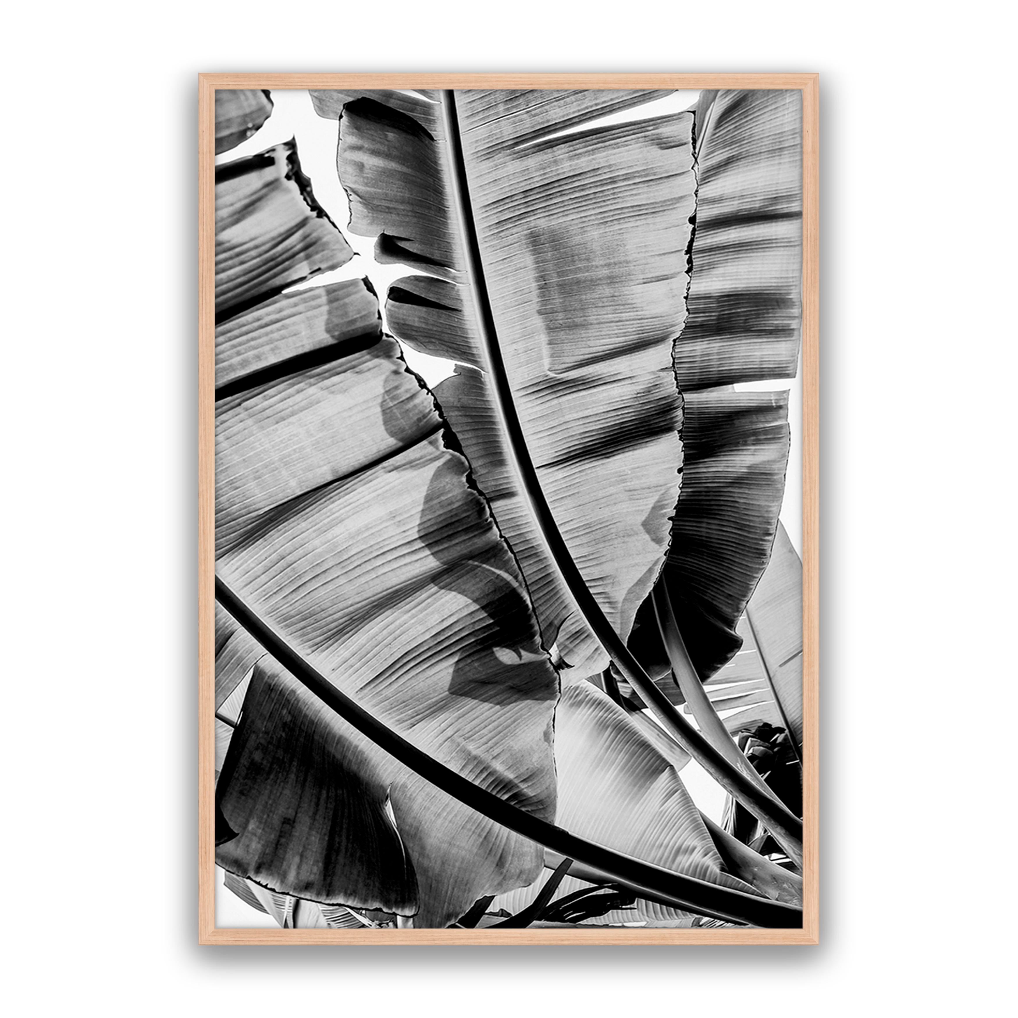 Tropic Sunday Bw