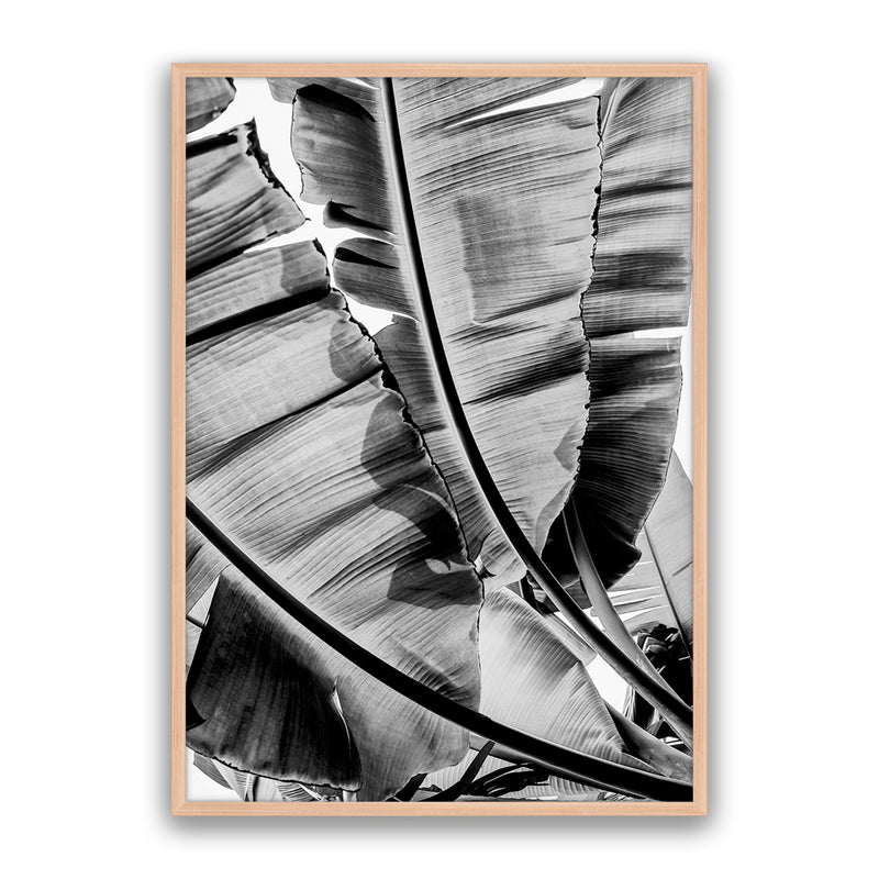 Tropic Sunday Bw