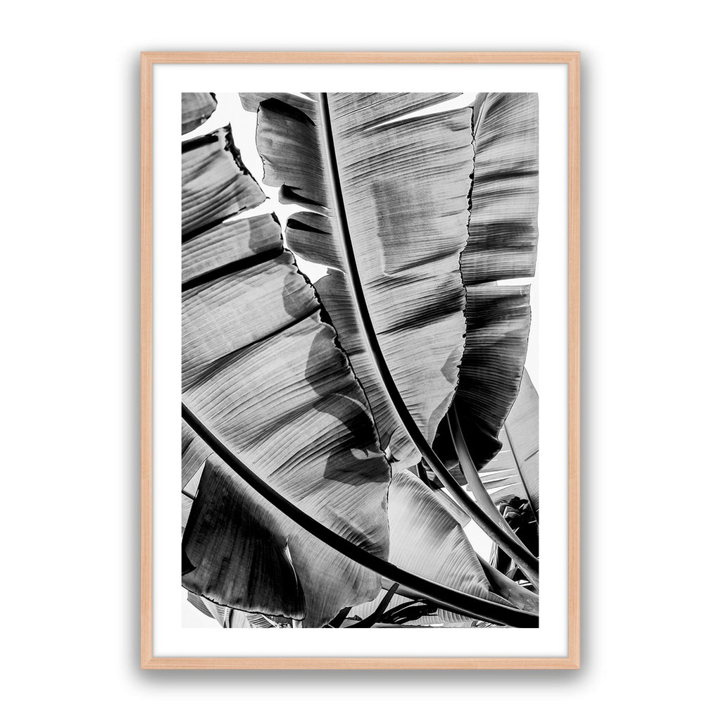 Tropic Sunday Bw