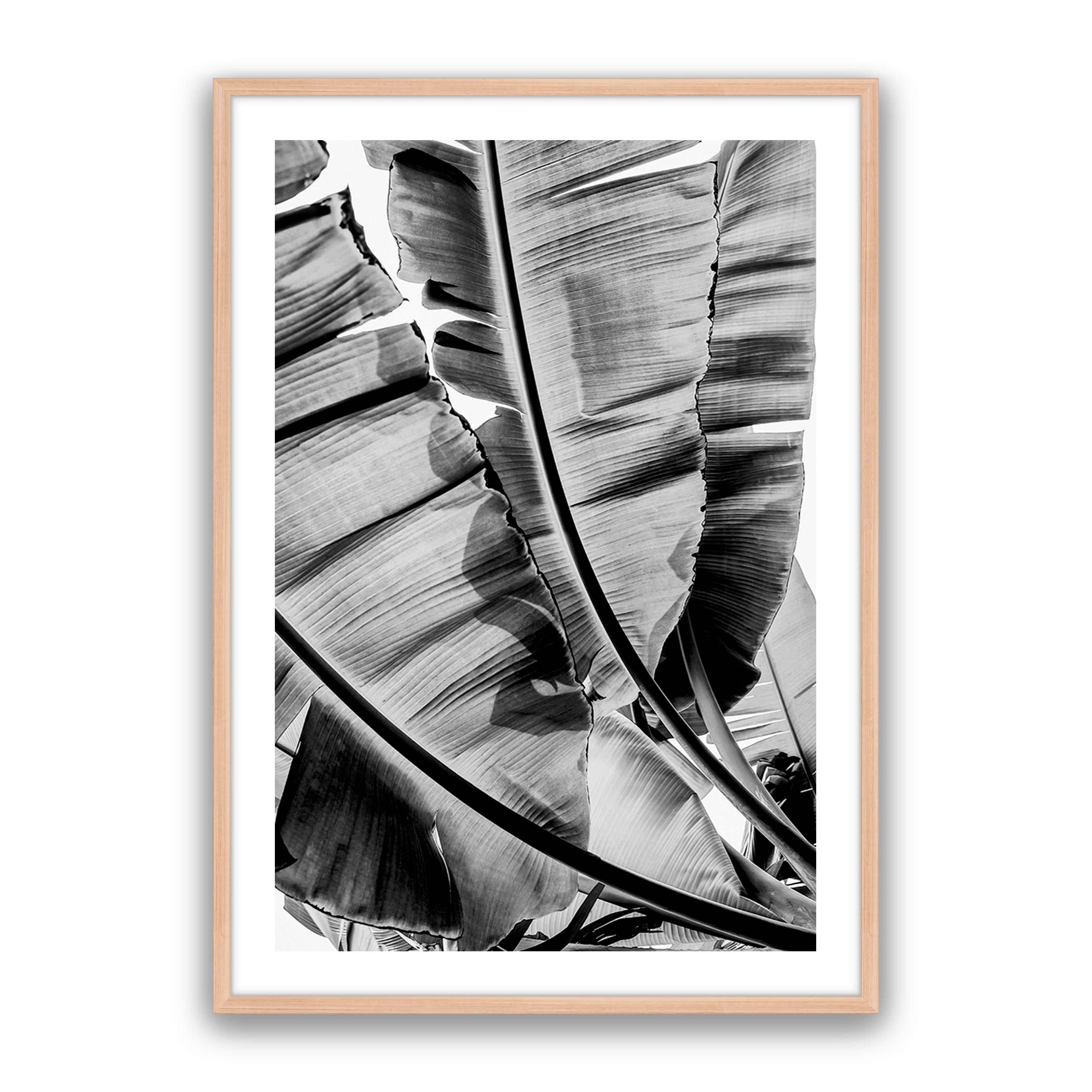 Tropic Sunday Bw