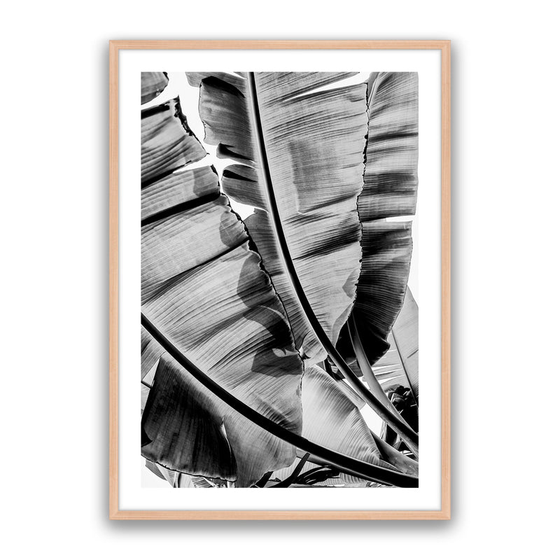Tropic Sunday Bw