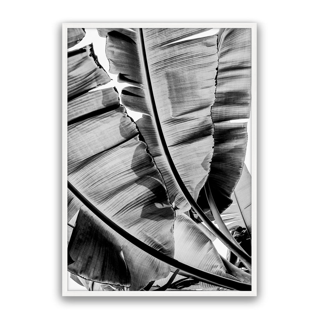 Tropic Sunday Bw