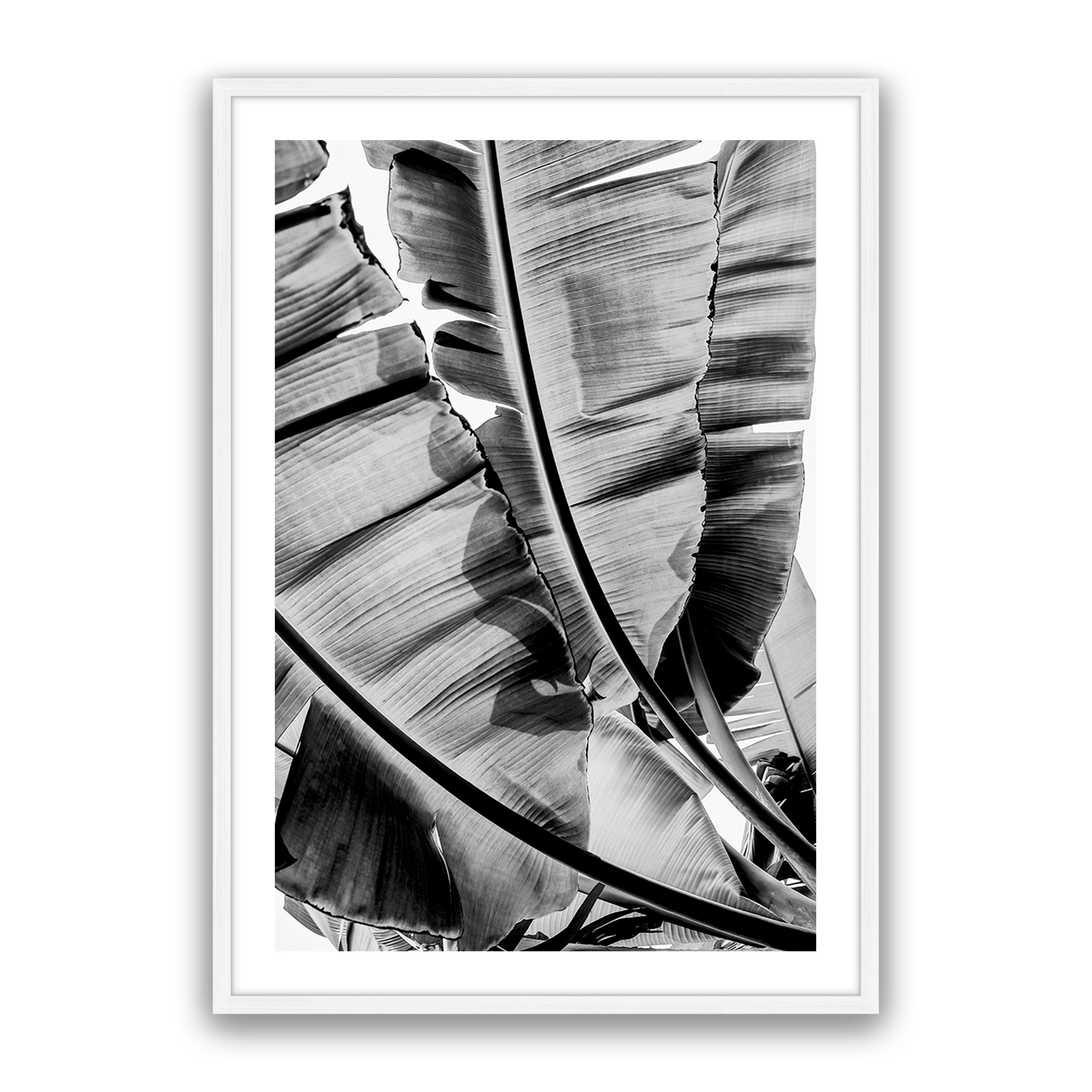 Tropic Sunday Bw