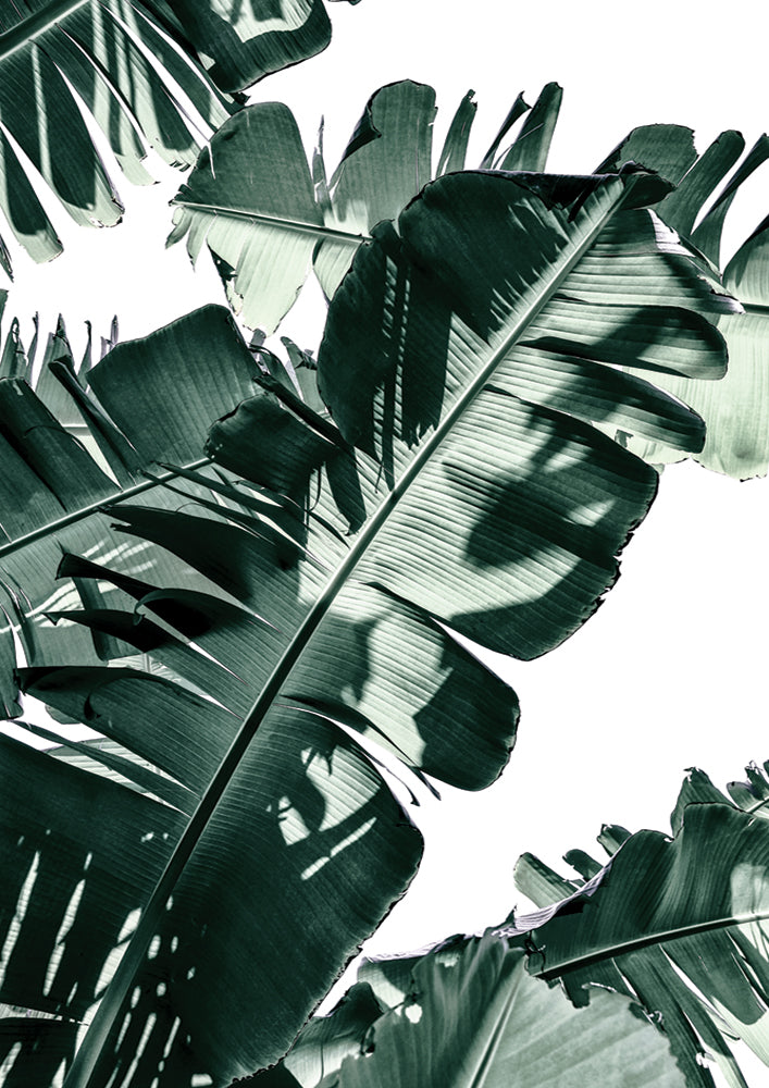Tropic Leaf