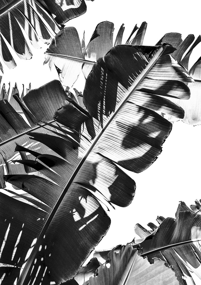 Tropic Leaf Bw