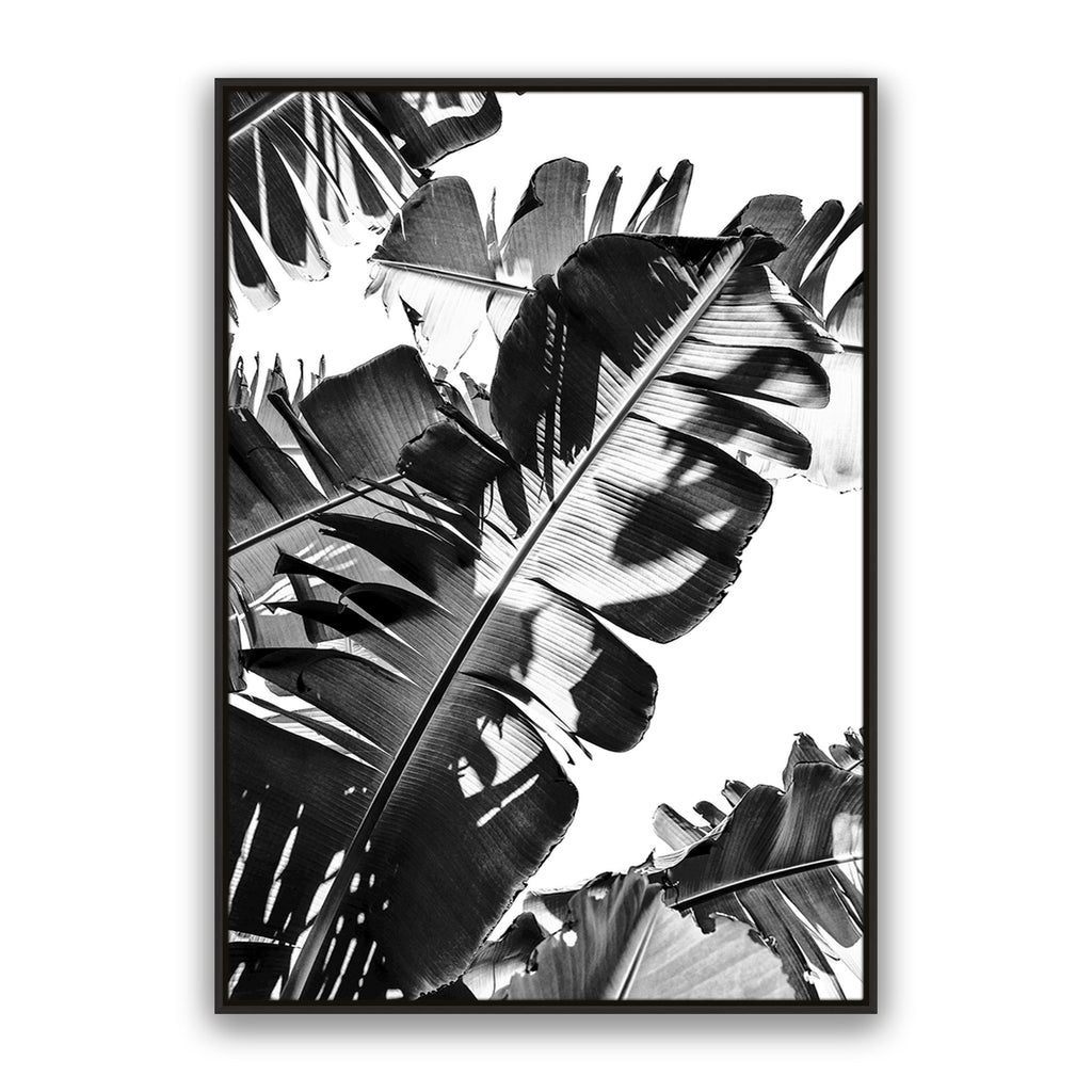 Tropic Leaf Bw