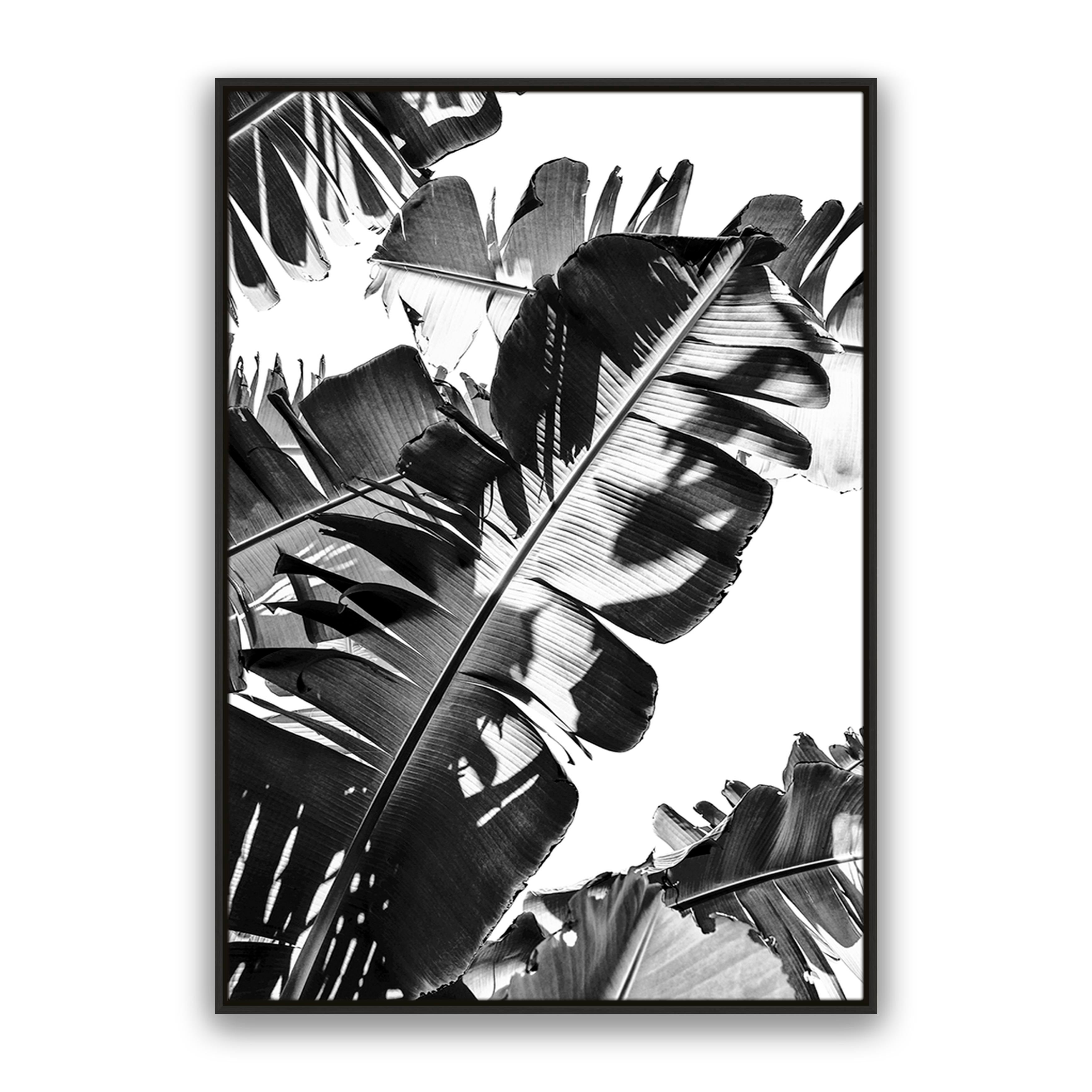 Tropic Leaf Bw