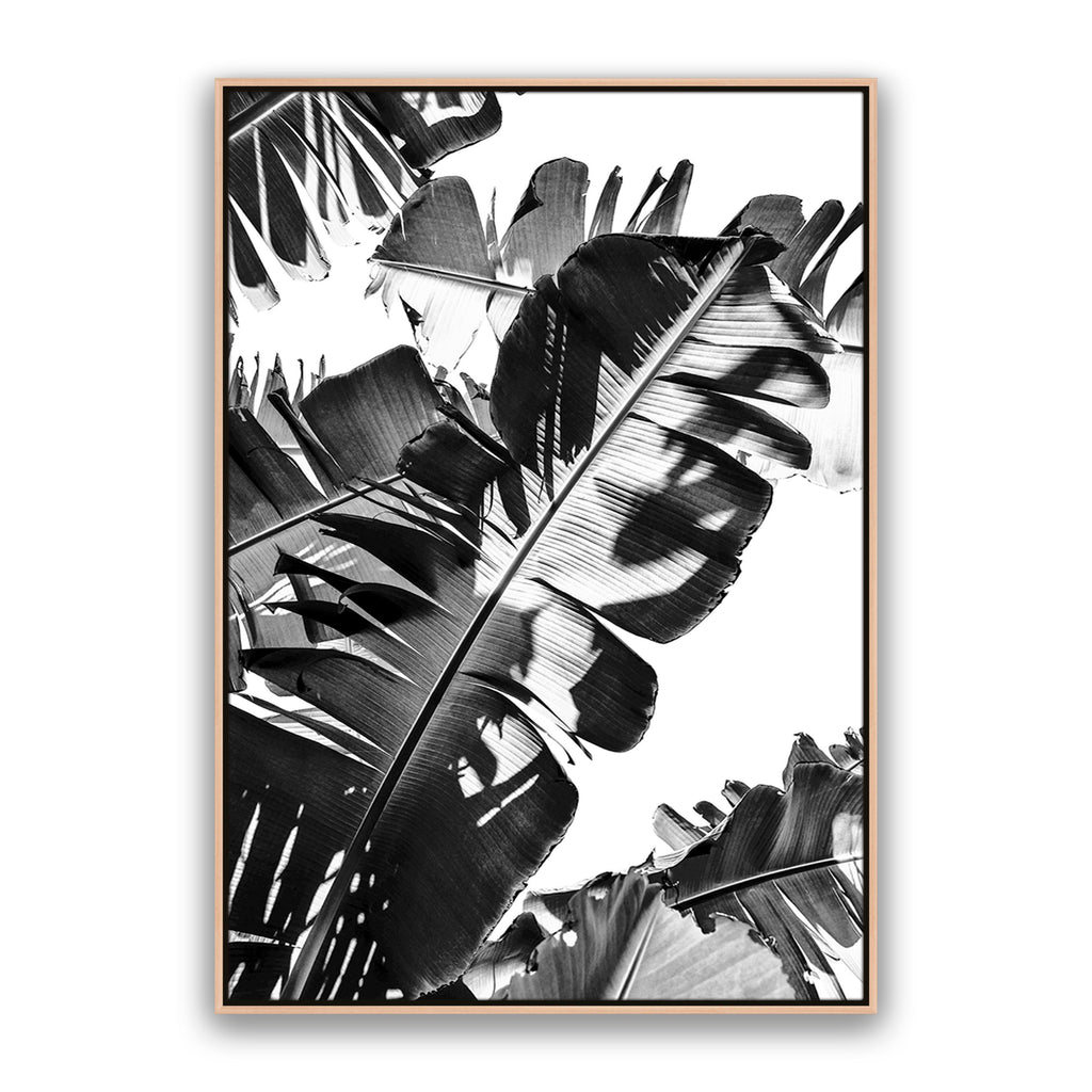 Tropic Leaf Bw