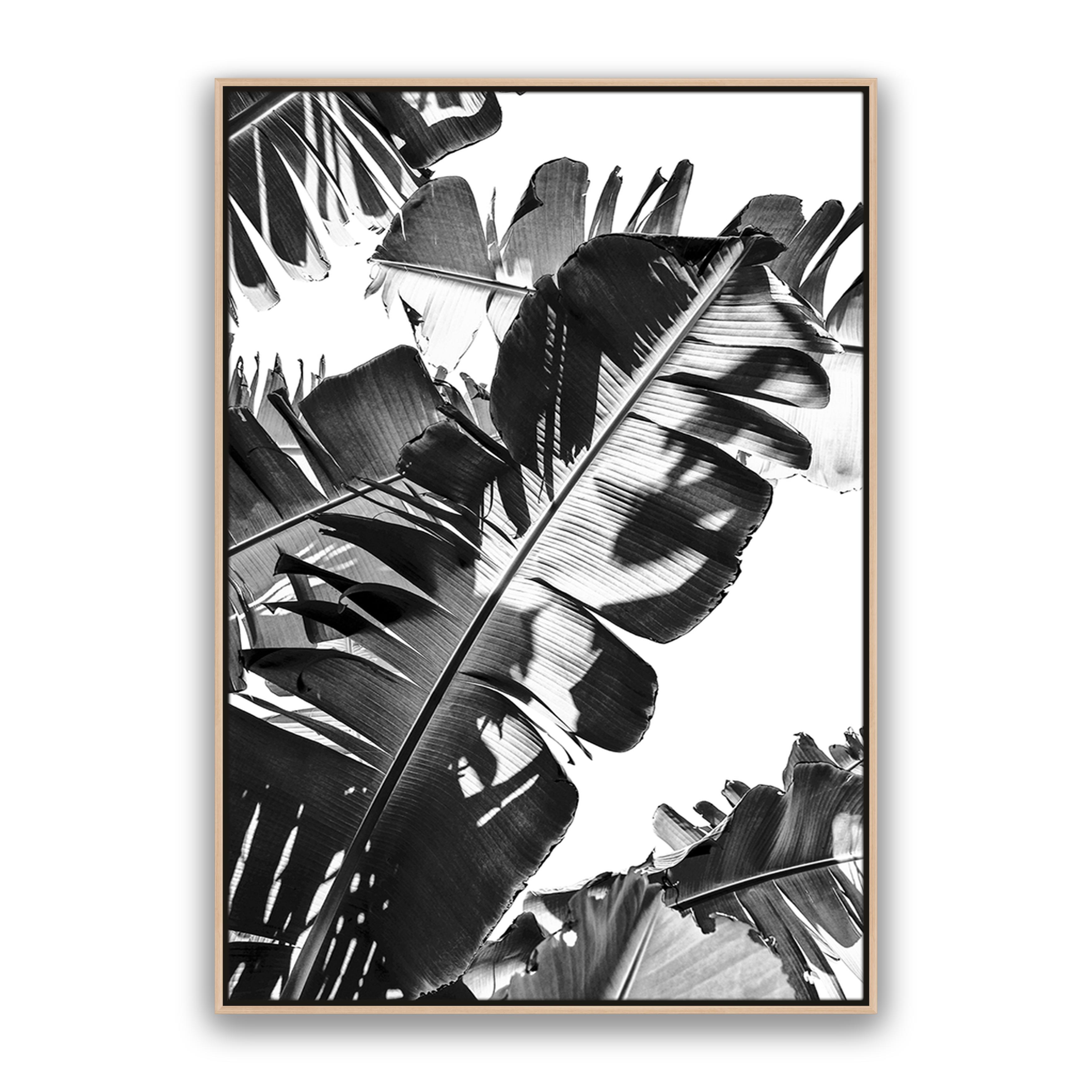Tropic Leaf Bw