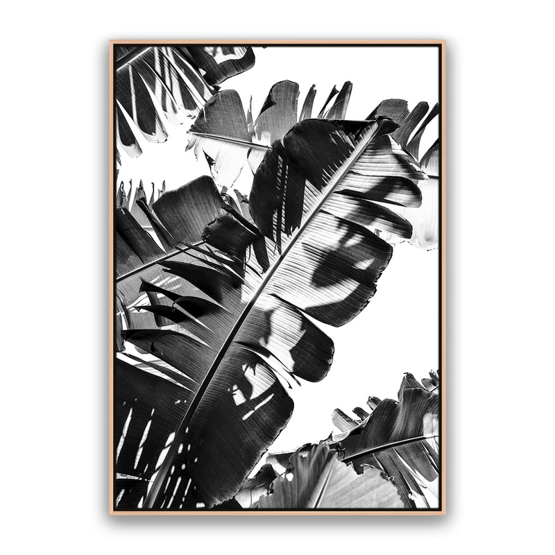 Tropic Leaf Bw