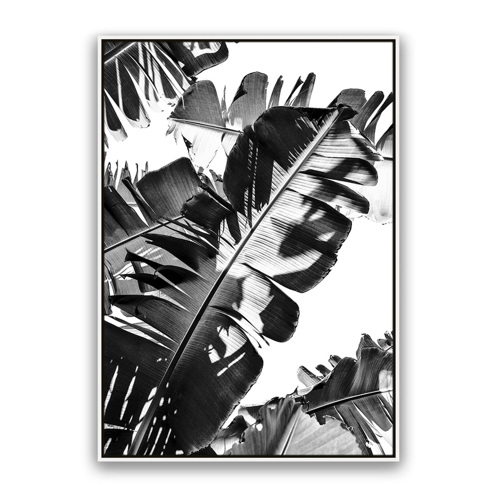 Tropic Leaf Bw