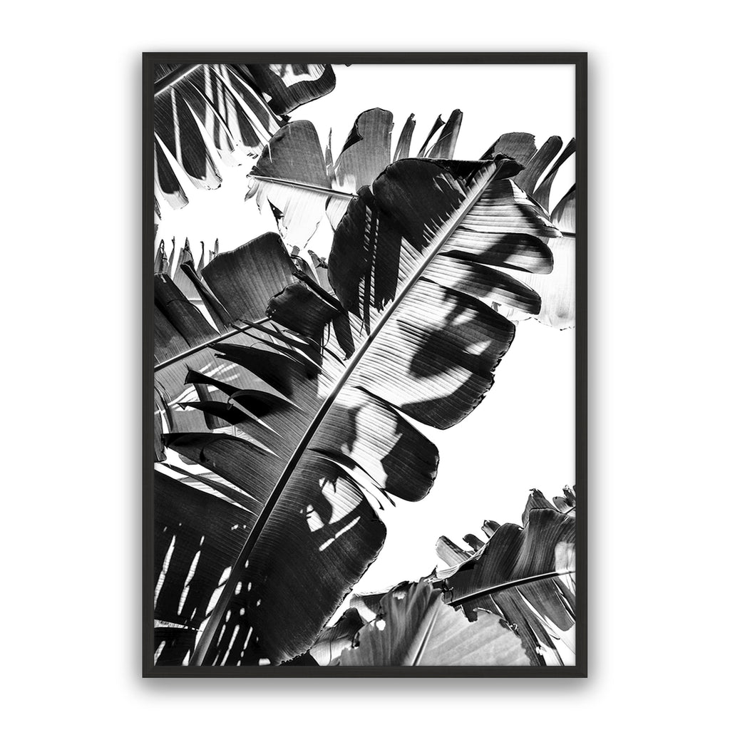 Tropic Leaf Bw