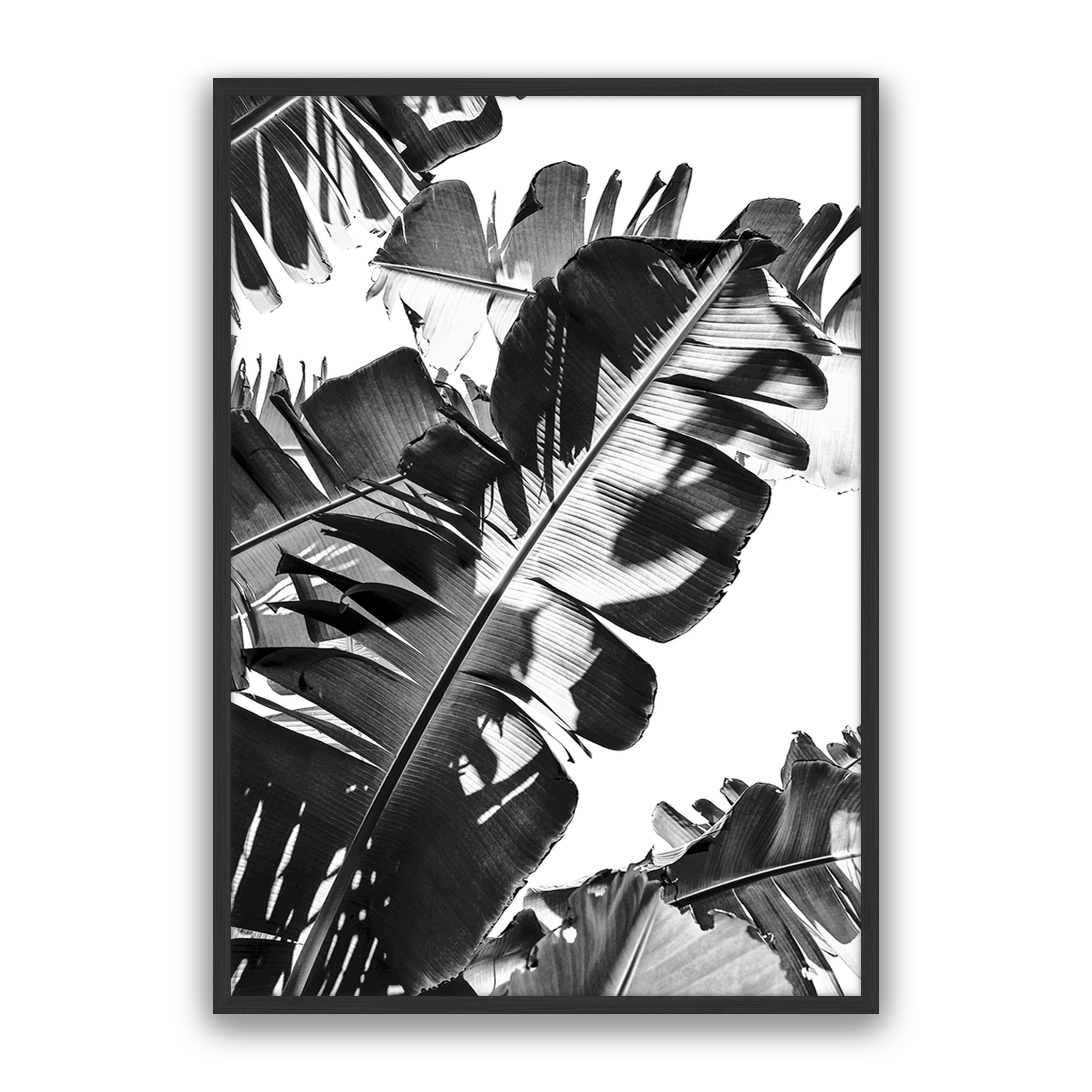 Tropic Leaf Bw
