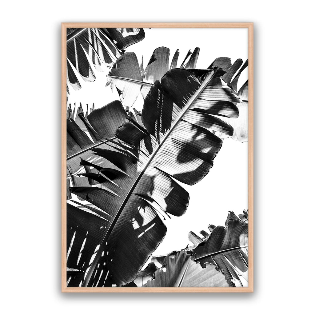 Tropic Leaf Bw