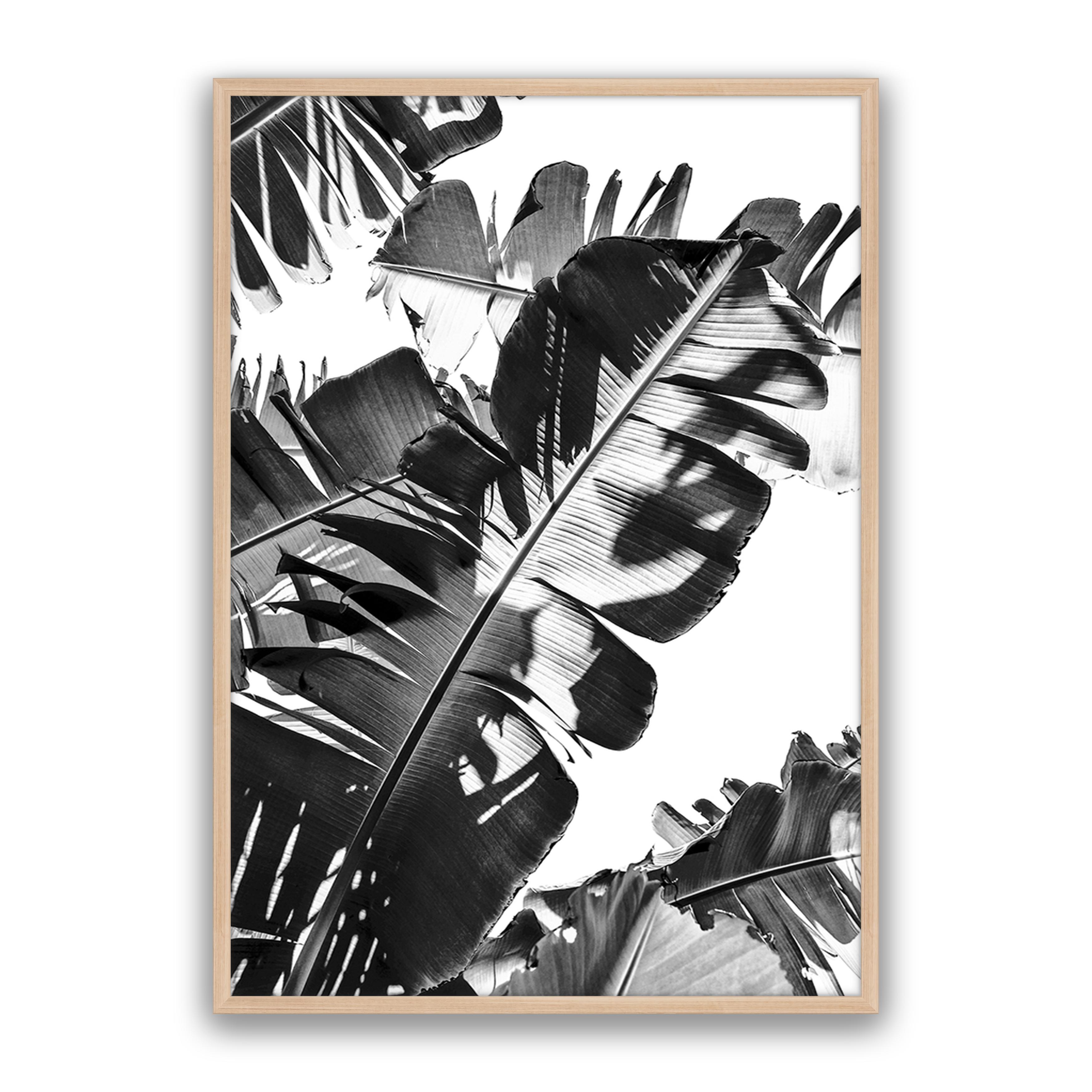 Tropic Leaf Bw