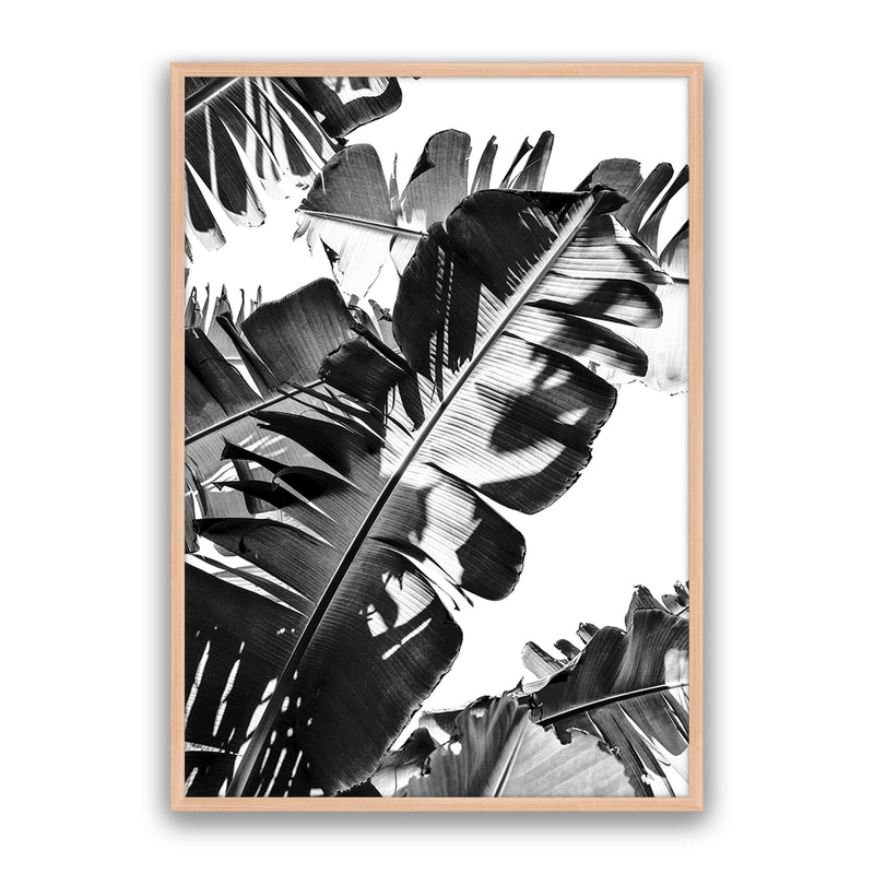 Tropic Leaf Bw