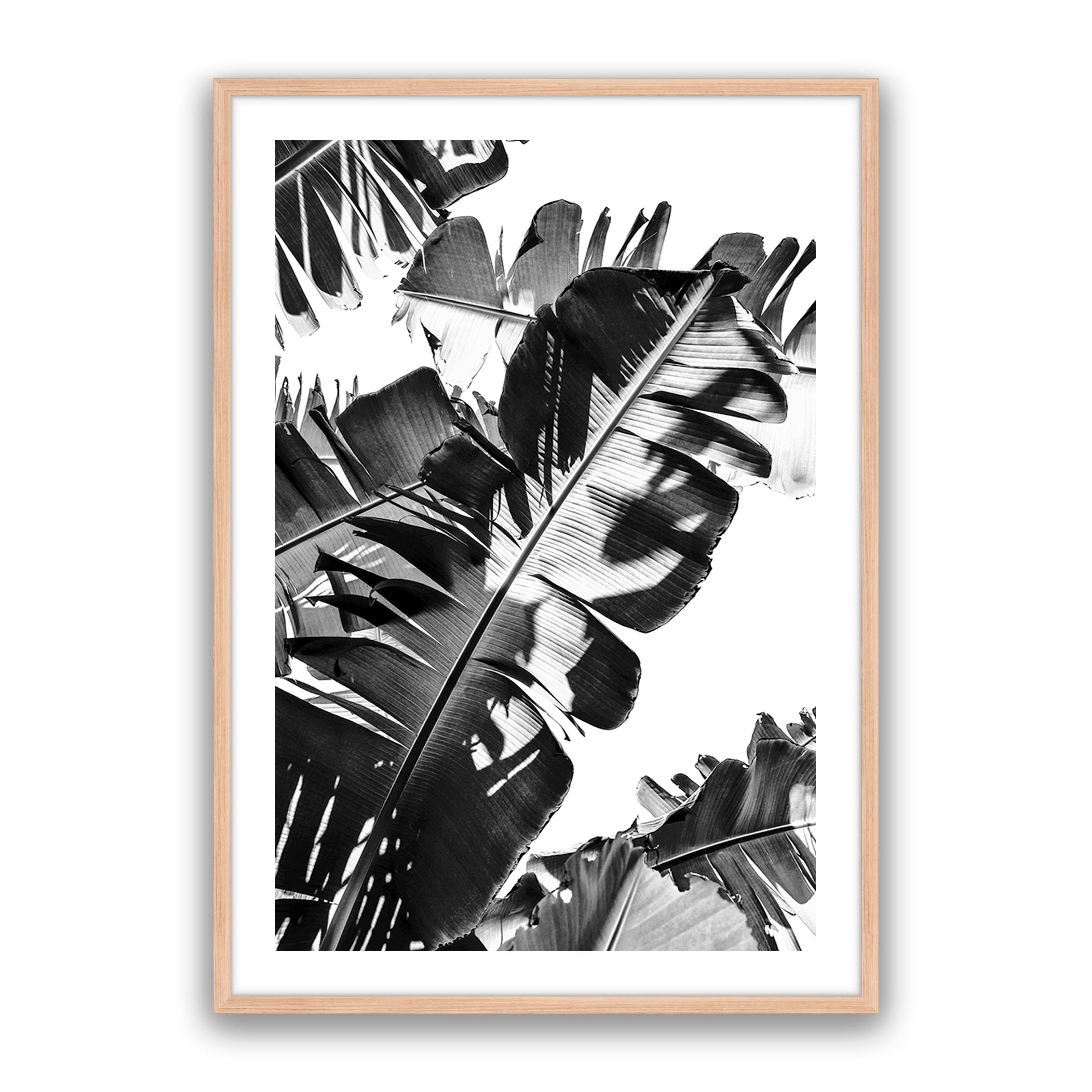 Tropic Leaf Bw