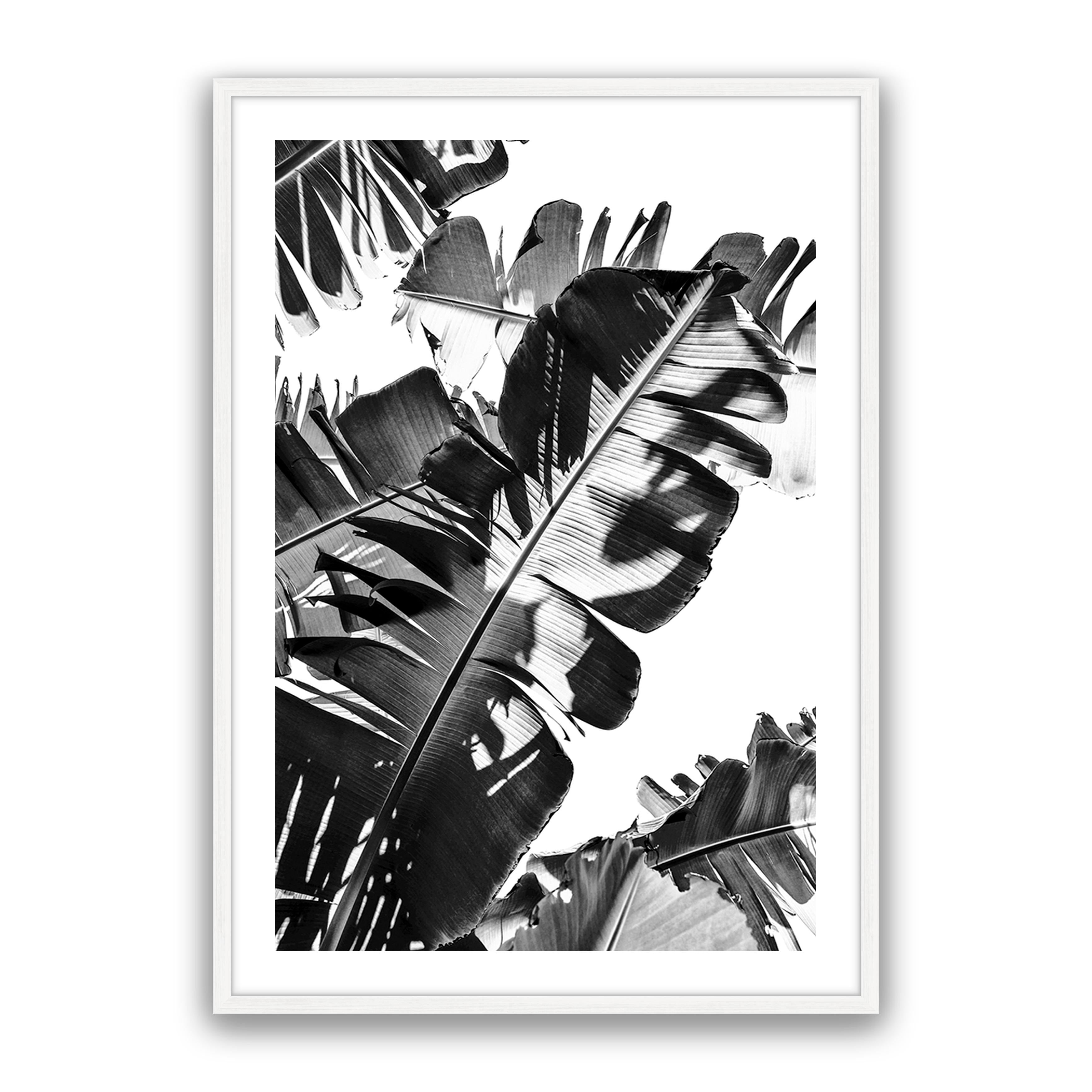 Tropic Leaf Bw