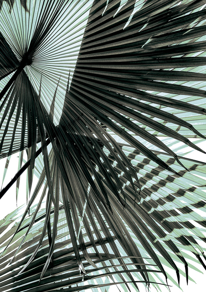 Tropic Palm