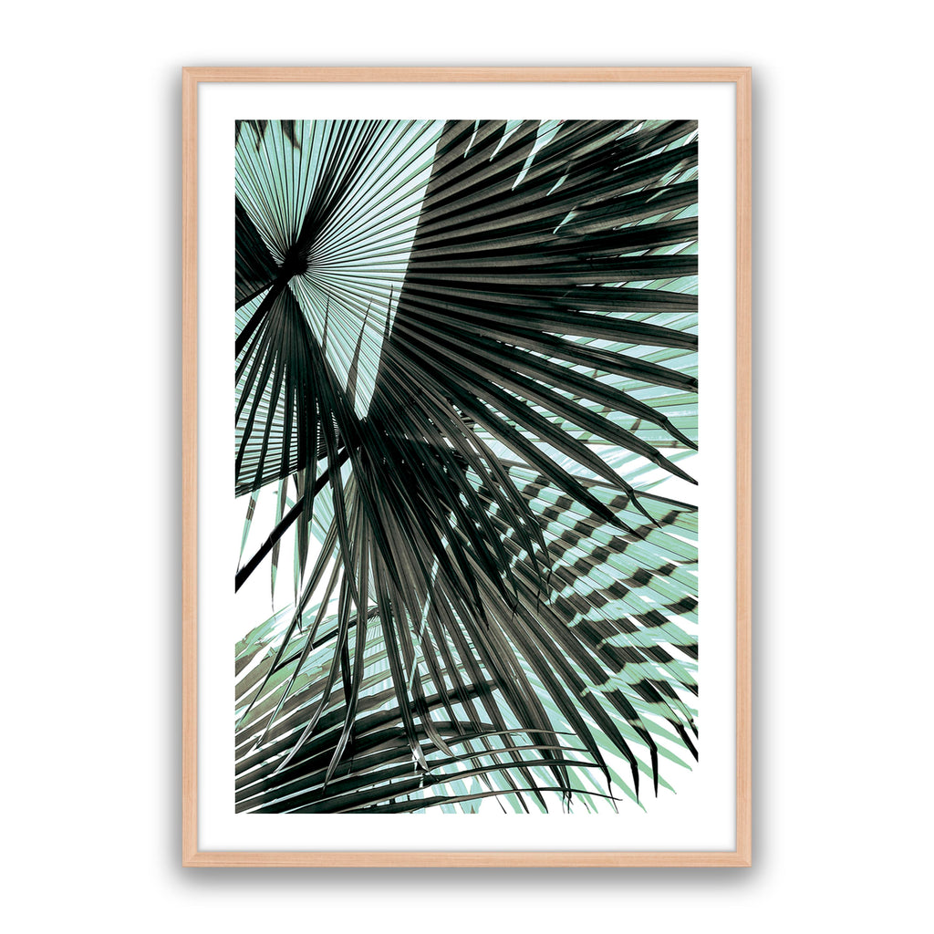 Tropic Palm