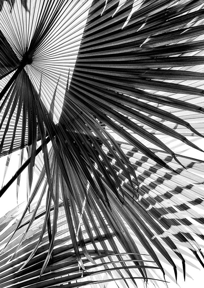 Tropic Palm Bw
