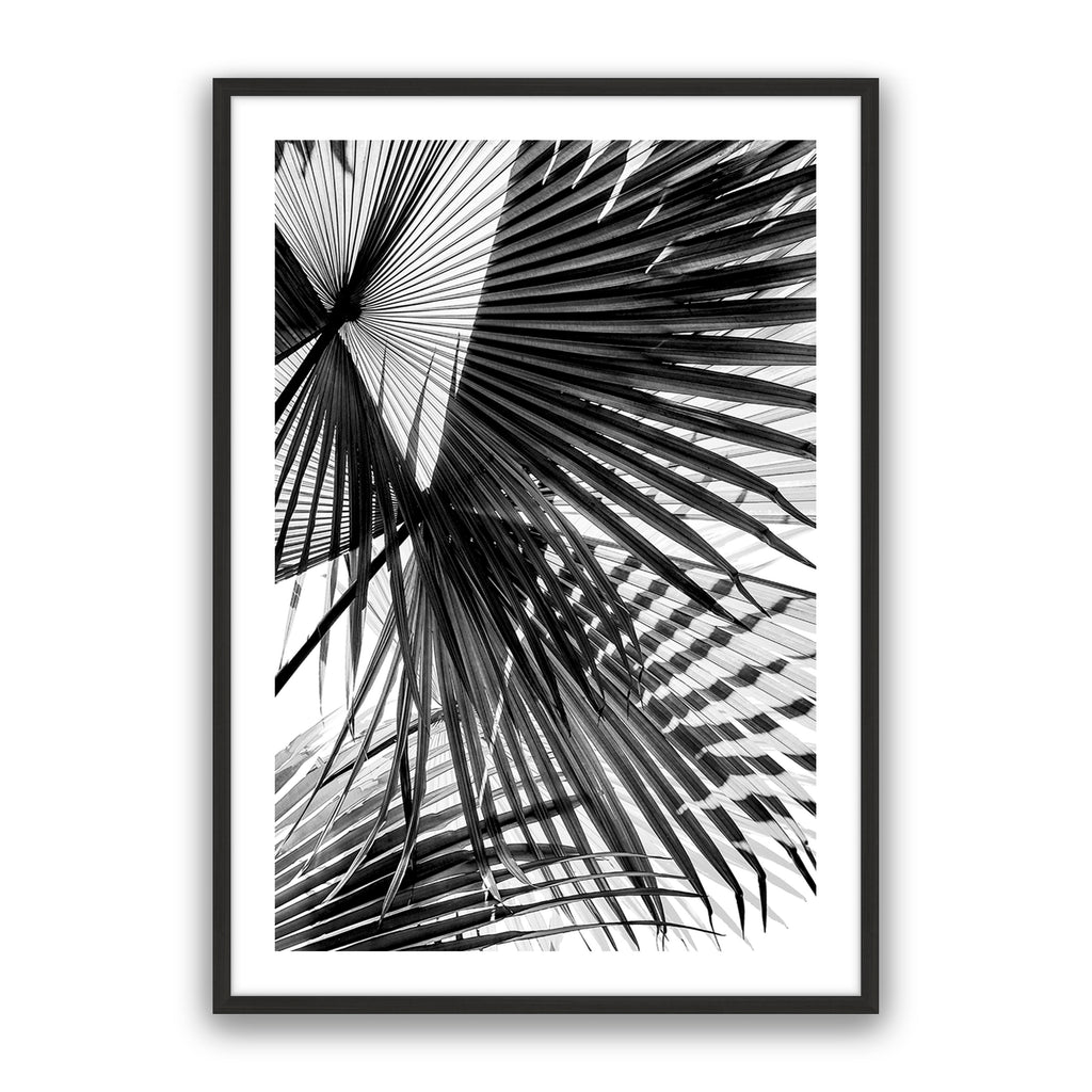 Tropic Palm Bw