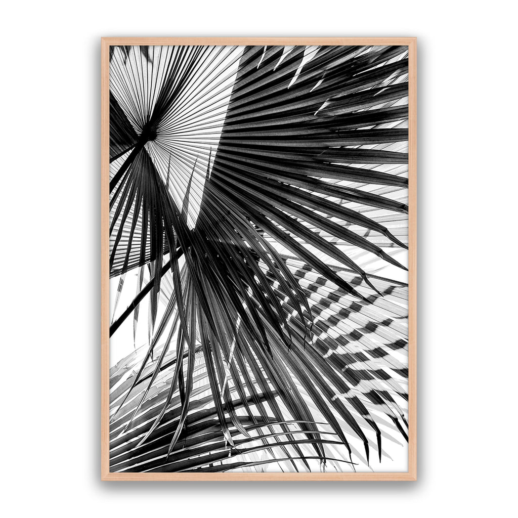 Tropic Palm Bw