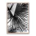 Tropic Palm Bw