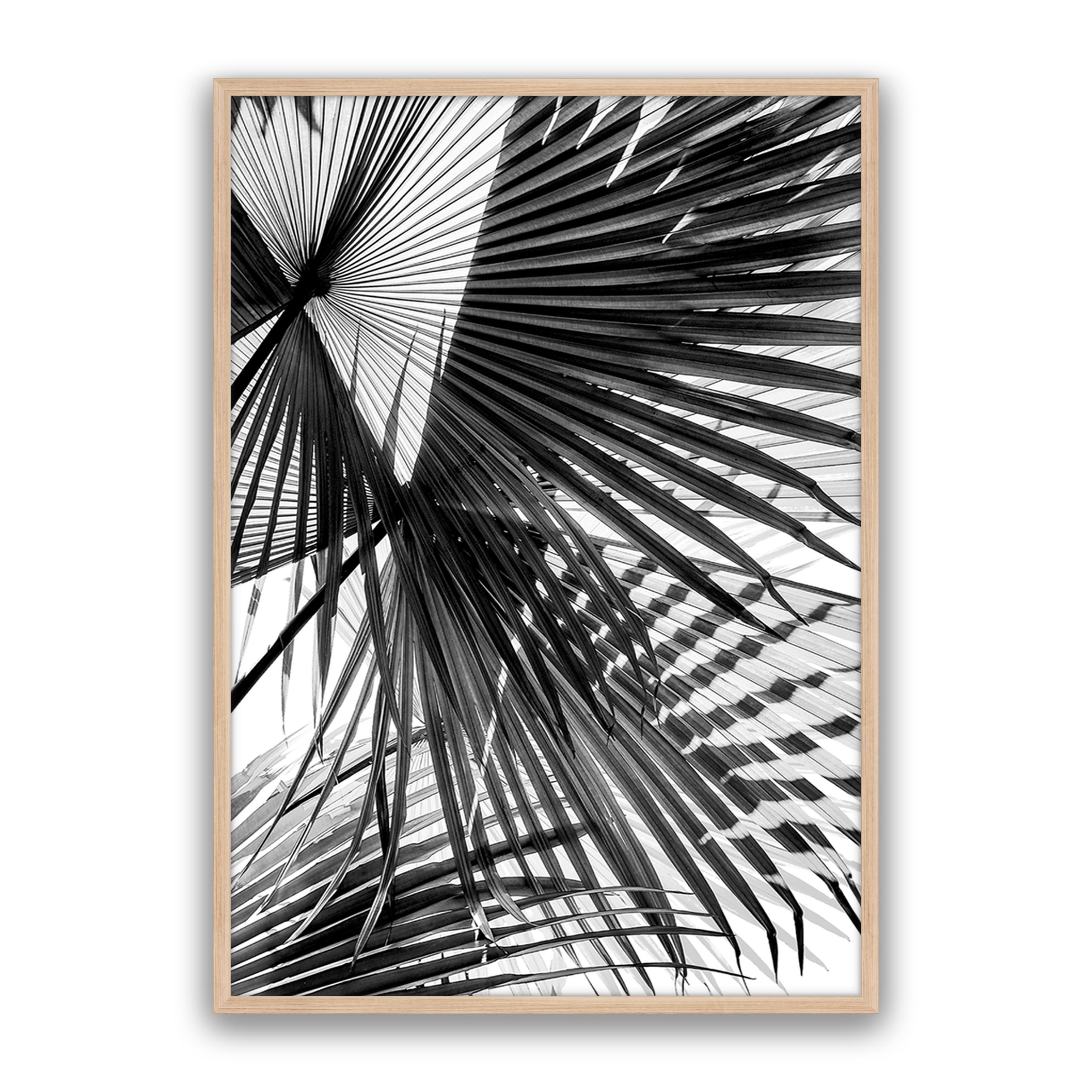Tropic Palm Bw