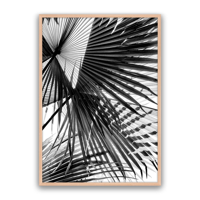 Tropic Palm Bw