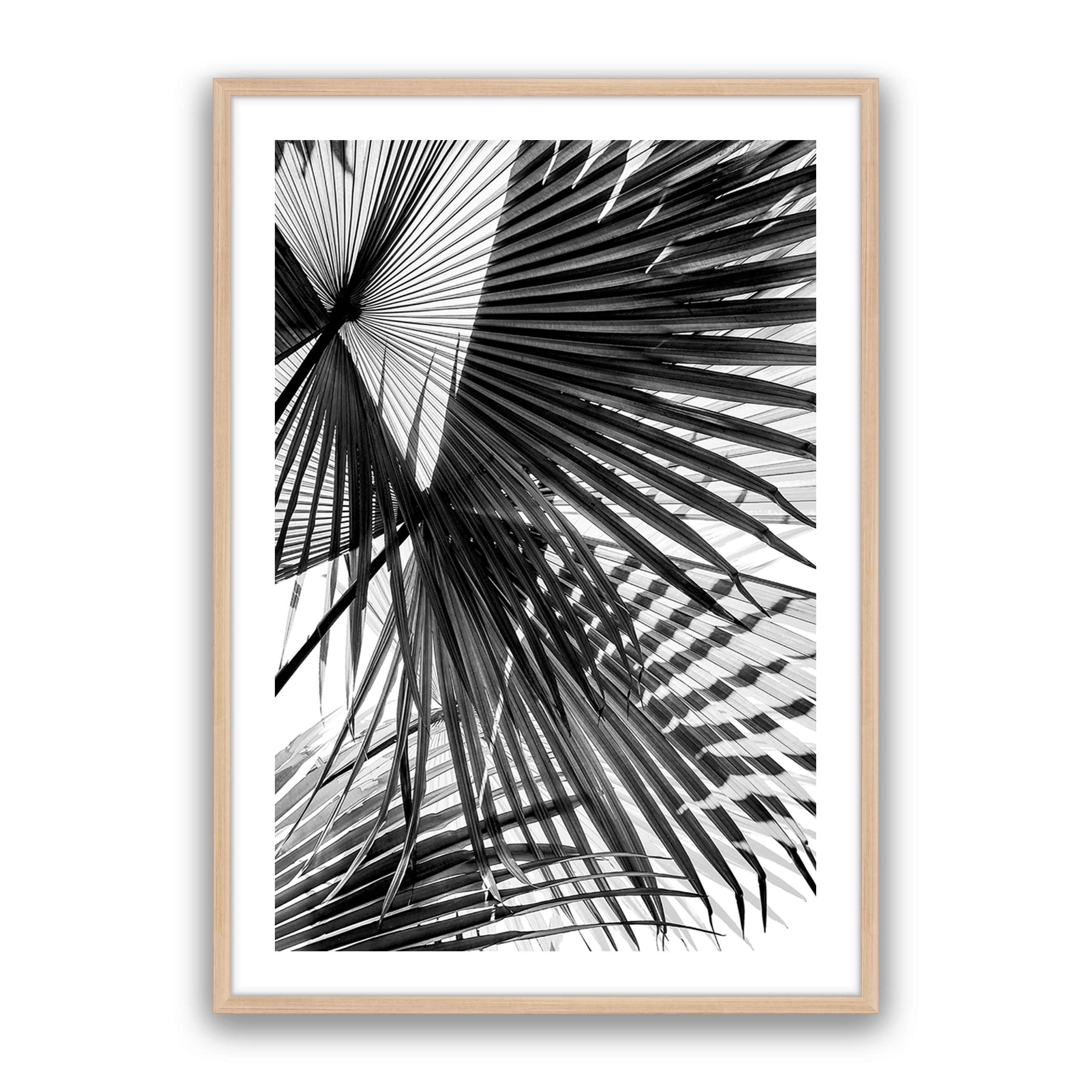 Tropic Palm Bw