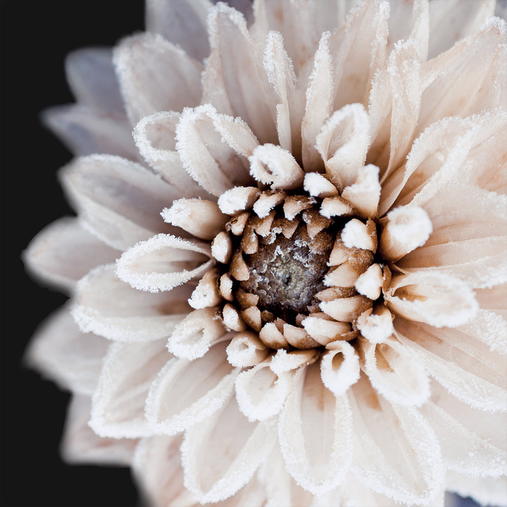 Coco Flower