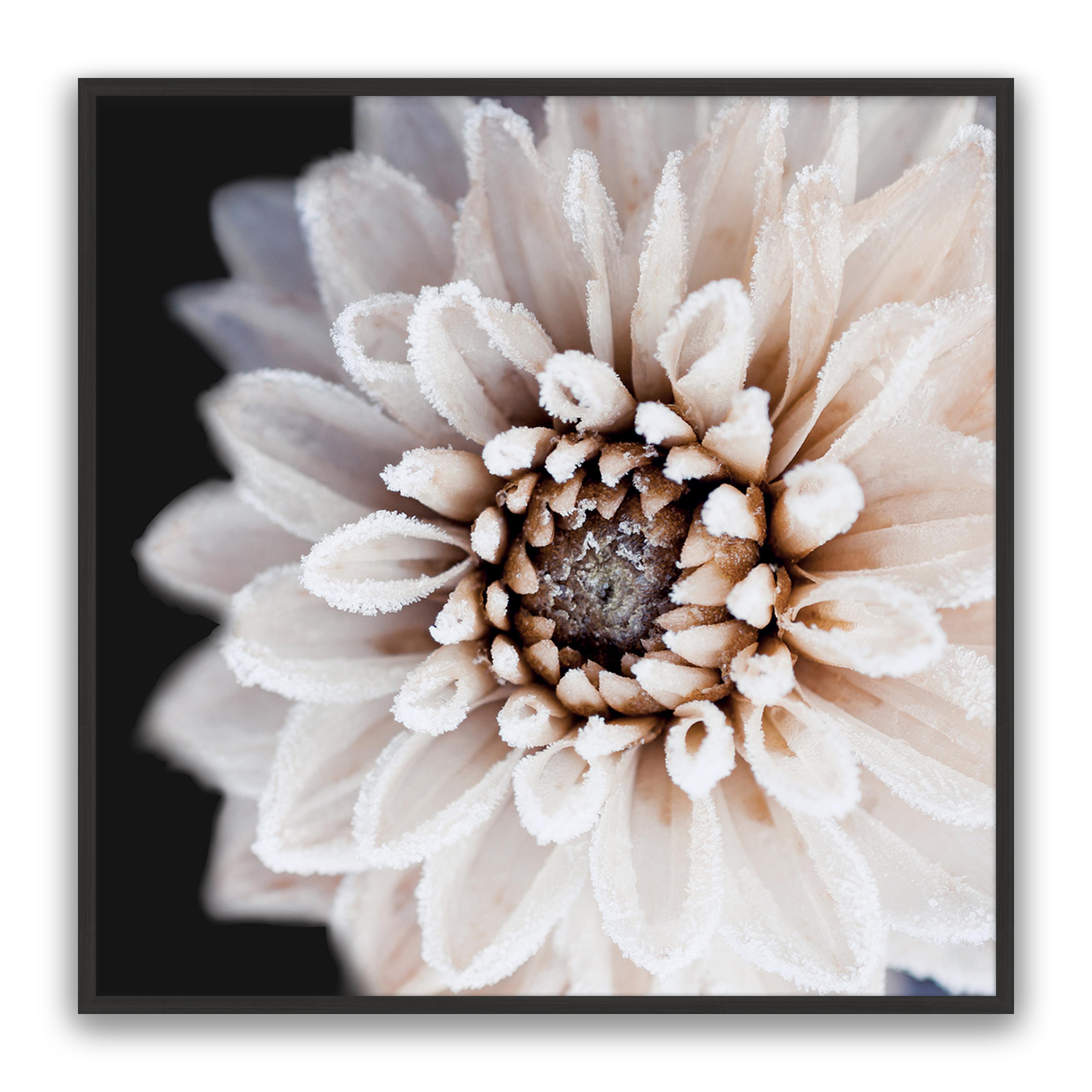 Coco Flower