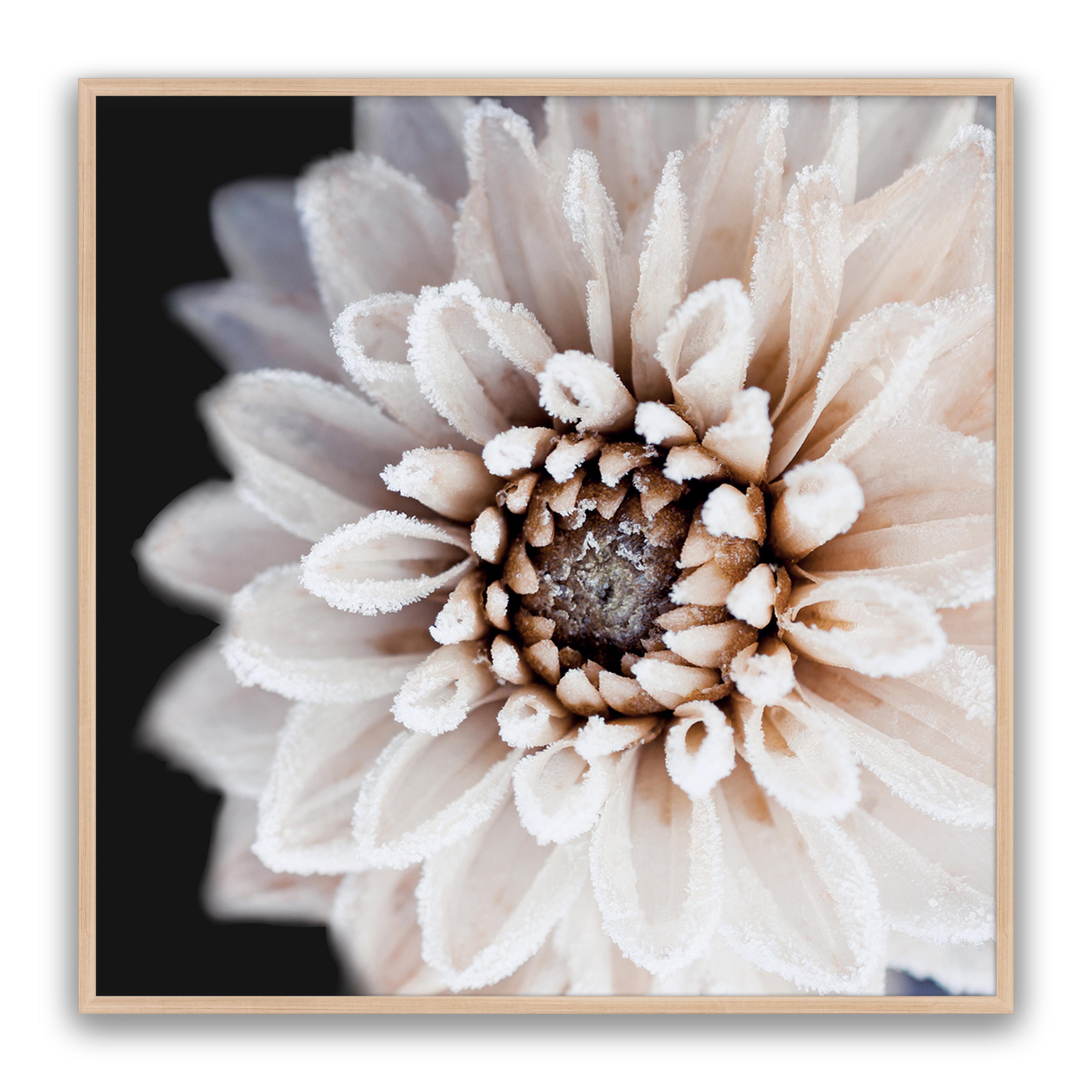 Coco Flower