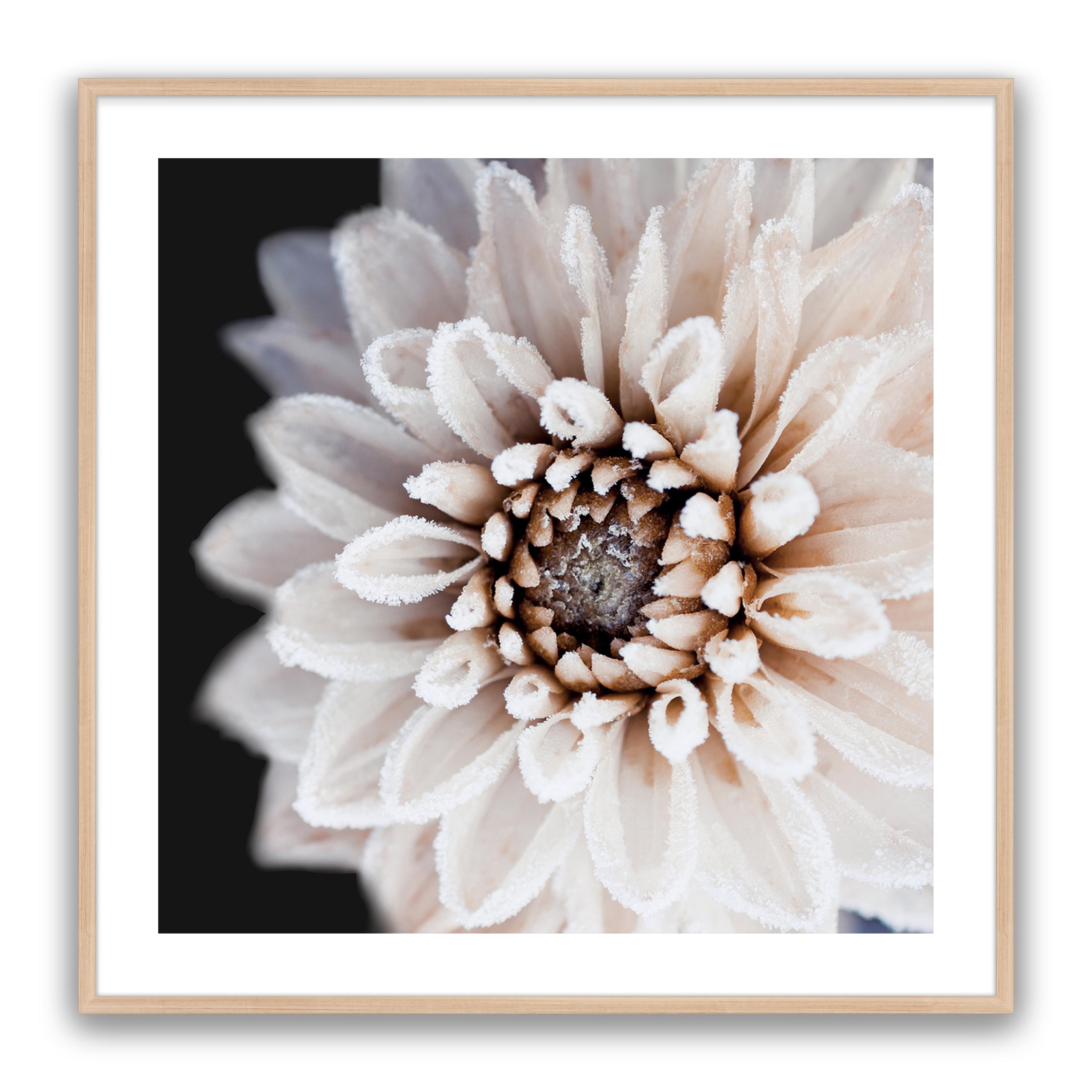 Coco Flower