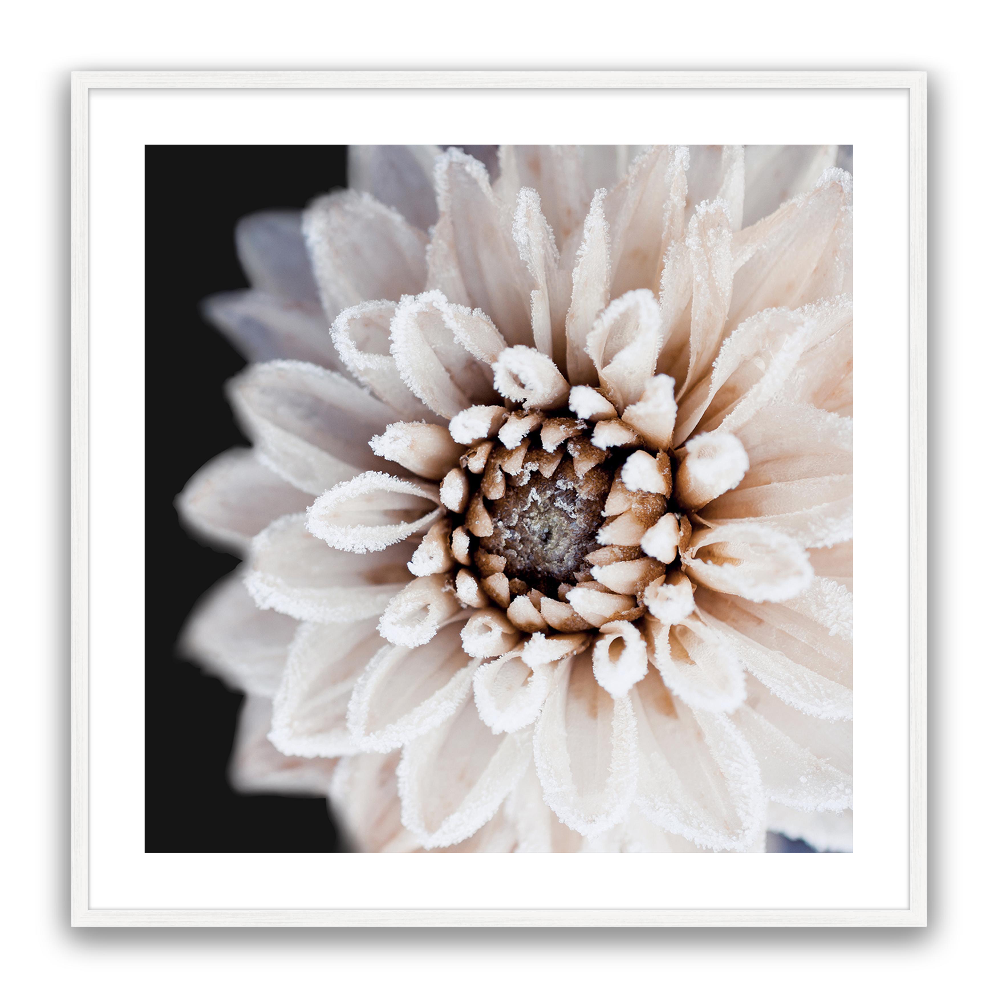 Coco Flower