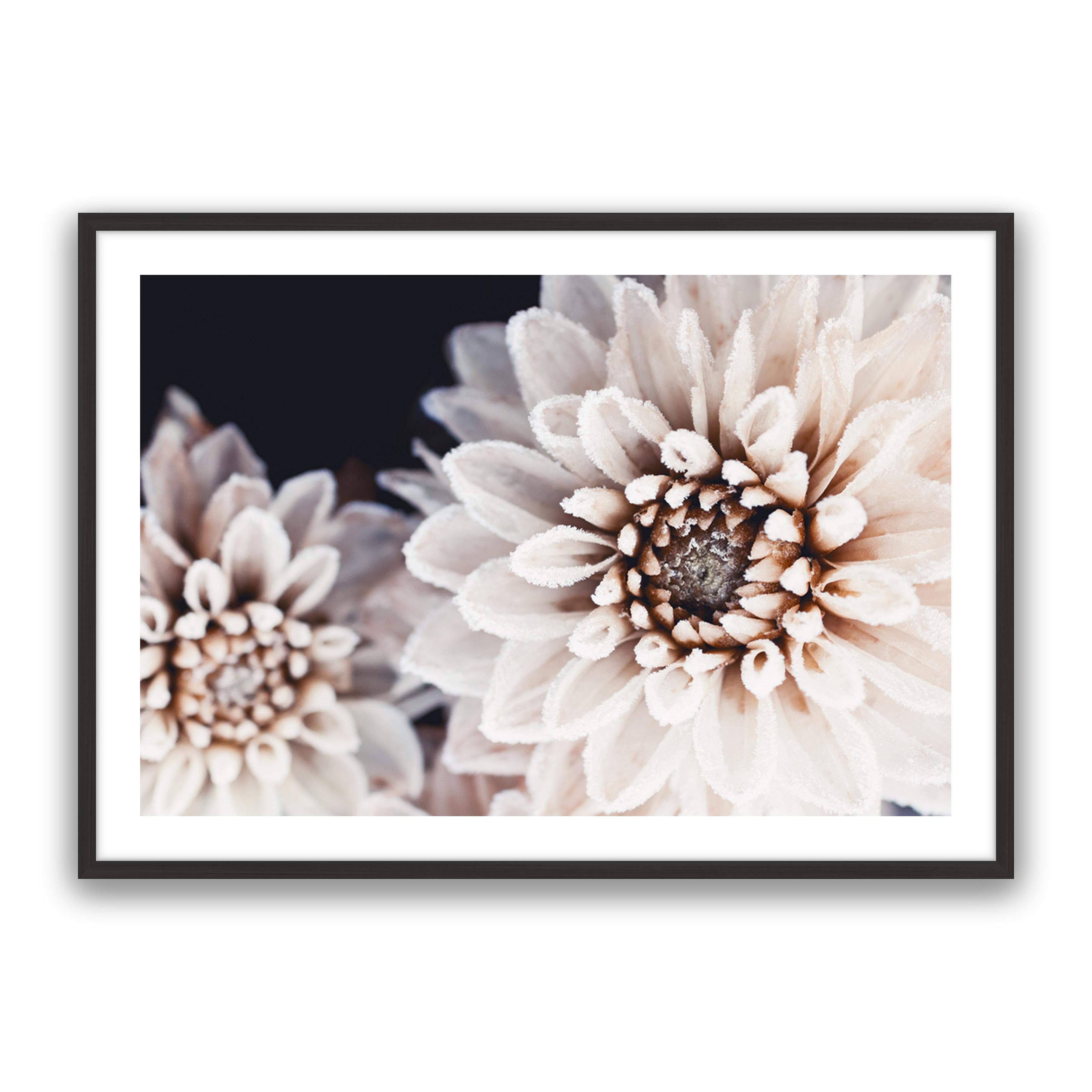 Coco Flower Landscape