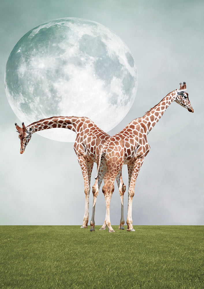 Two Giraffe's