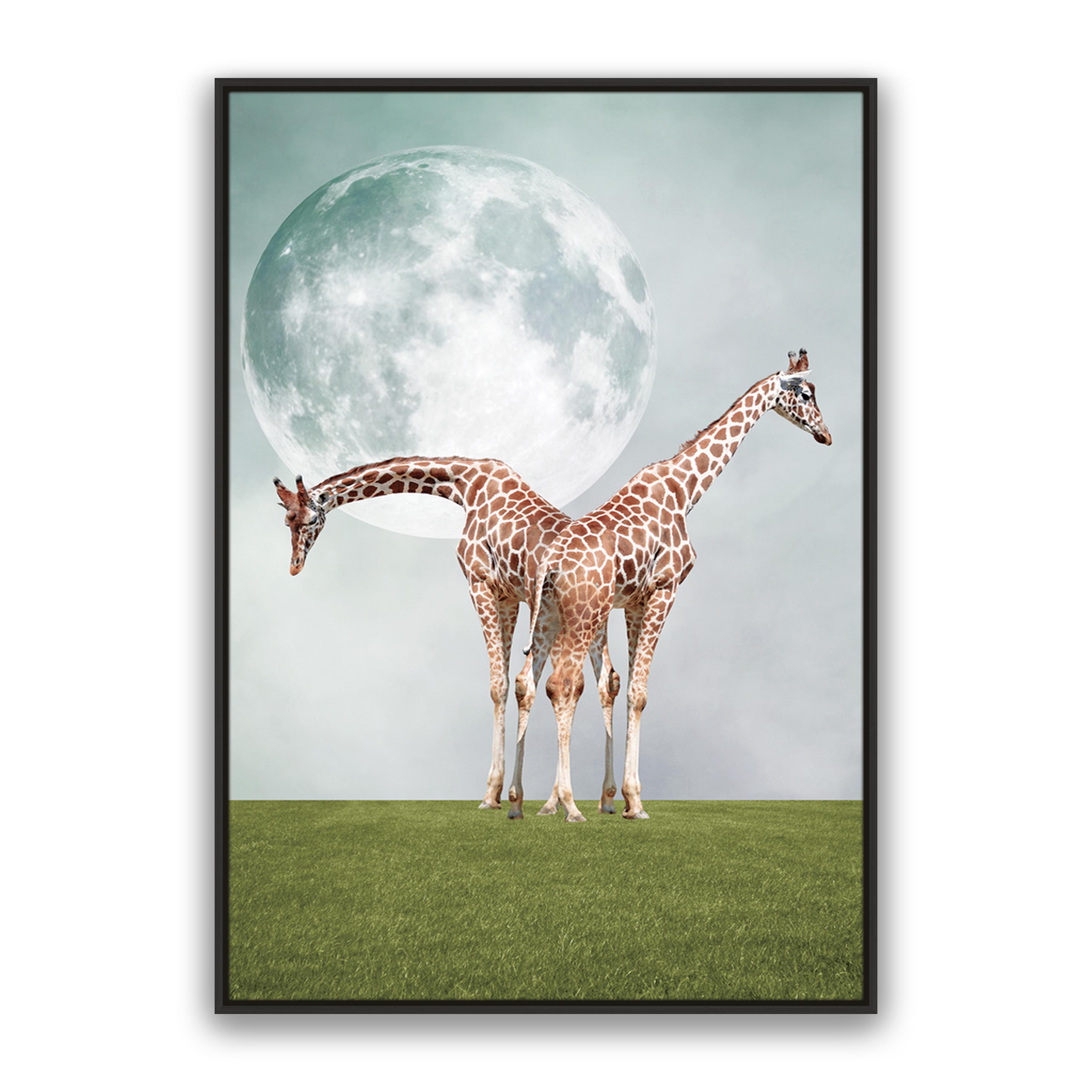 Two Giraffe's