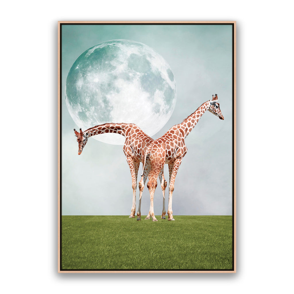Two Giraffe's